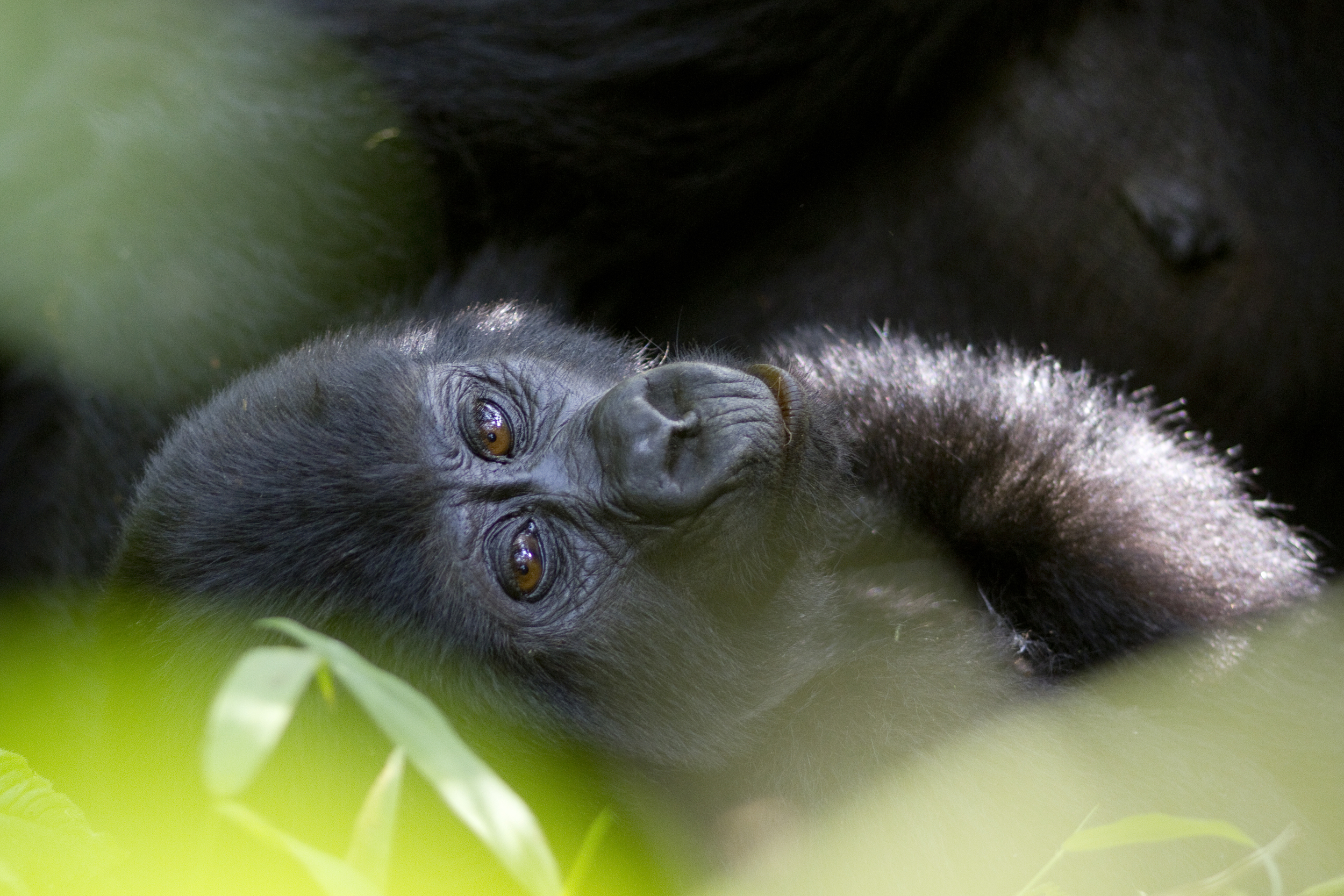  Berggorilla   Gorilla beringei beringei    Uganda    Bwindi NP    2012  