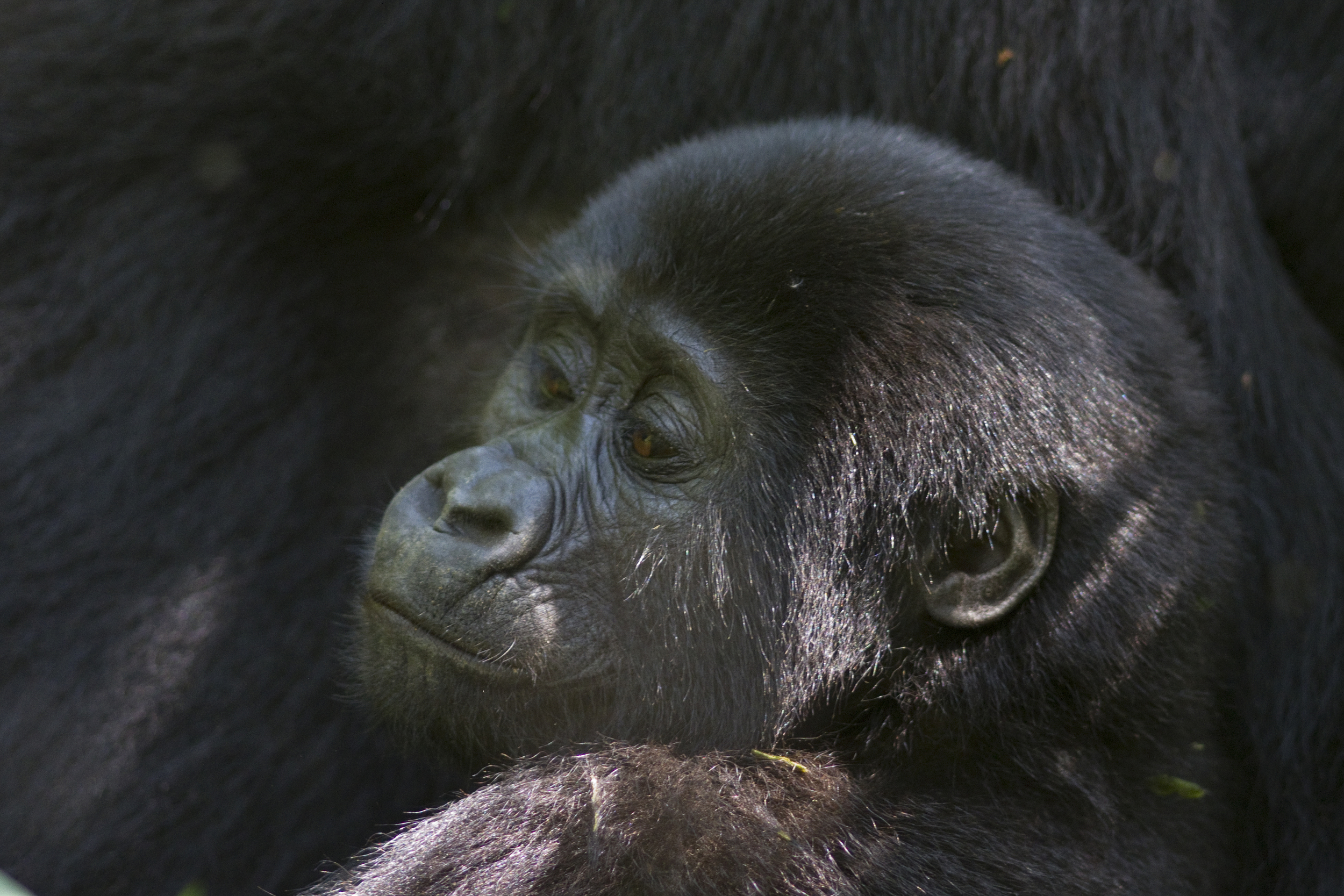  Berggorilla   Gorilla beringei beringei    Uganda    Bwindi NP    2012  