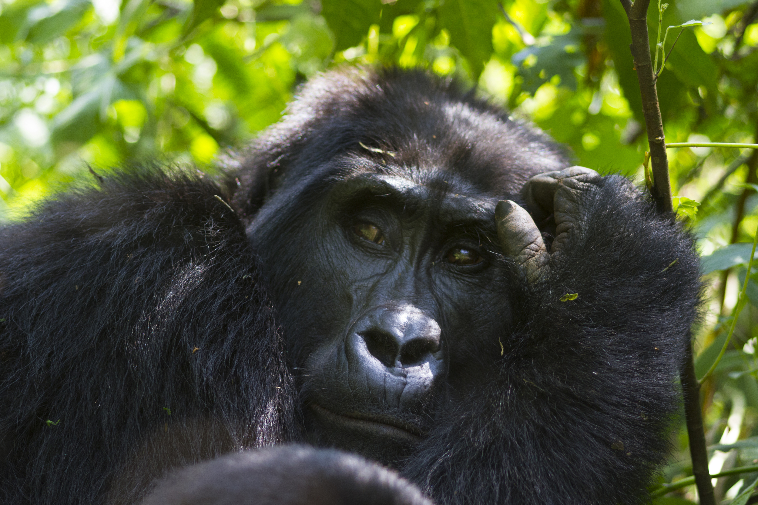  Berggorilla   Gorilla beringei beringei    Uganda    Bwindi NP    2012  