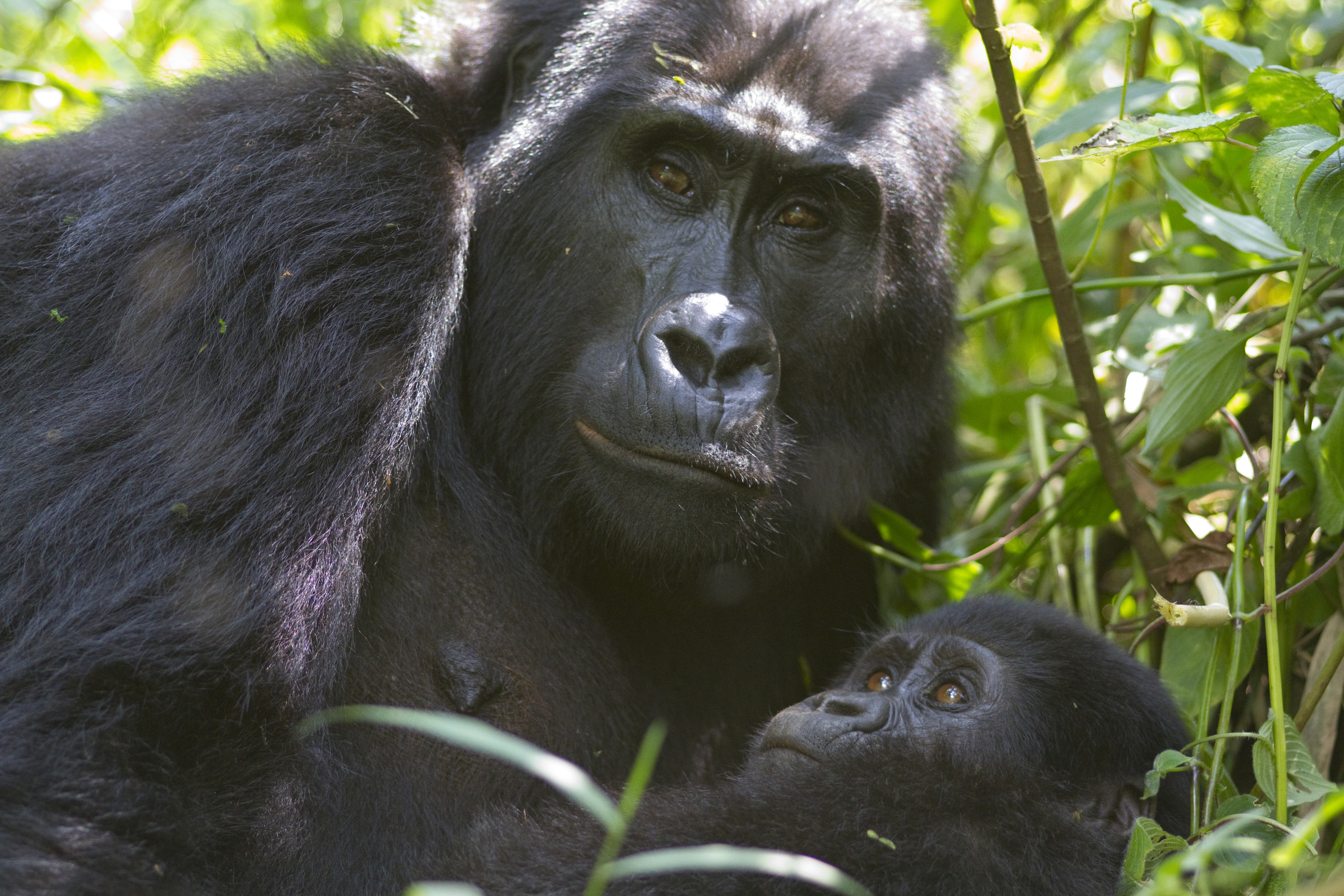  Berggorilla   Gorilla beringei beringei    Uganda    Bwindi NP    2012  