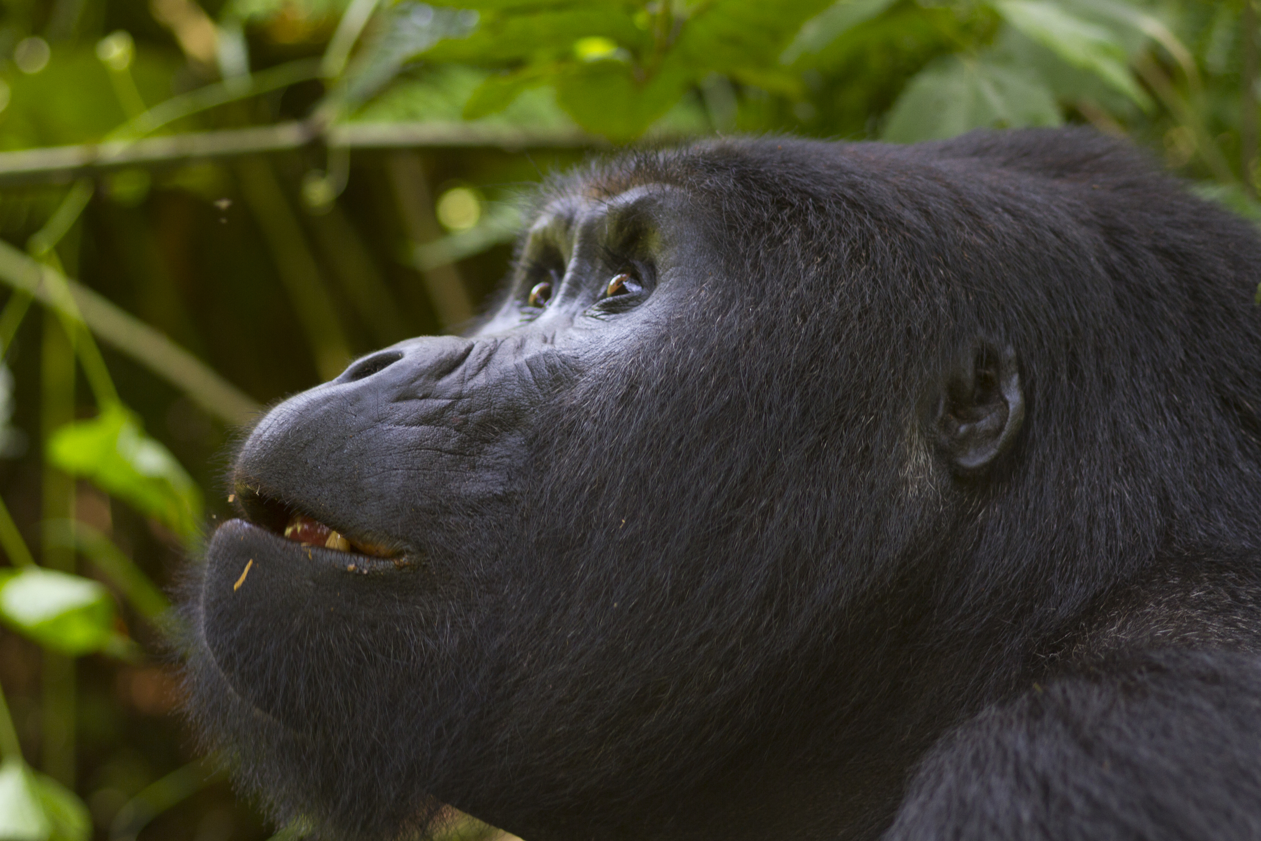  Berggorilla   Gorilla beringei beringei    Uganda    Bwindi NP    2012  