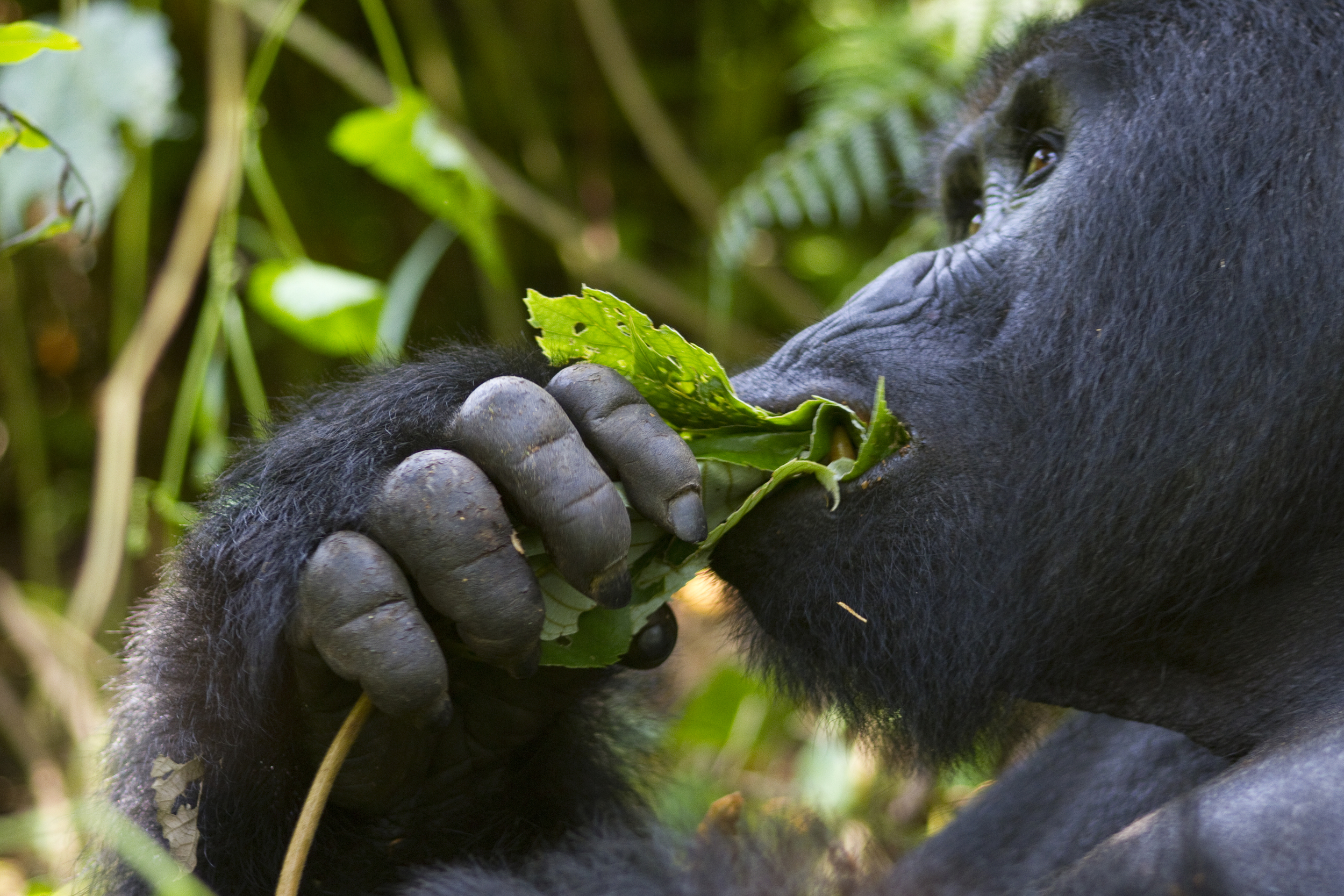  Berggorilla   Gorilla beringei beringei    Uganda    Bwindi NP    2012  