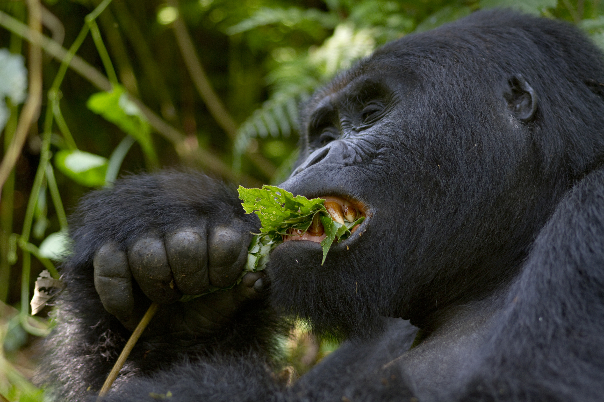  Berggorilla   Gorilla beringei beringei    Uganda    Bwindi NP    2012  