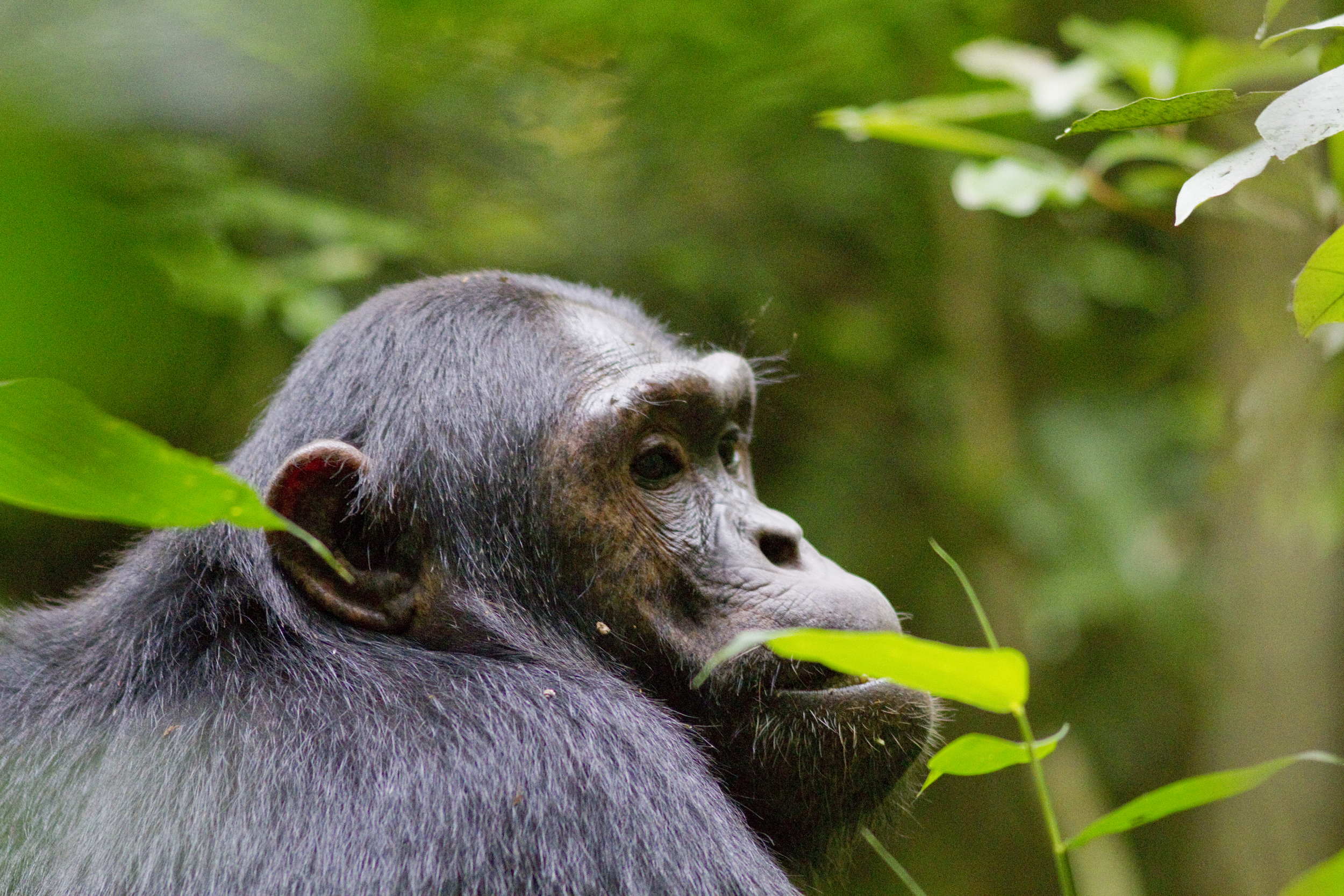   Schimpanse    Pan troglodytes    Uganda    Kibale Forest    2012  