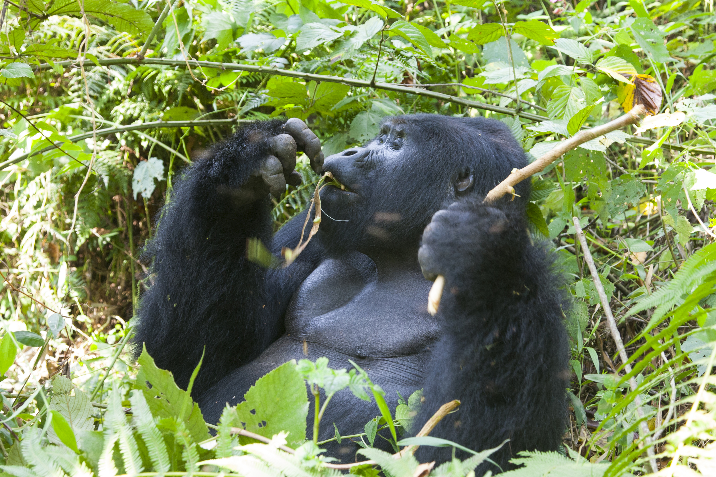  Berggorilla   Gorilla beringei beringei    Uganda    Bwindi NP    2012  