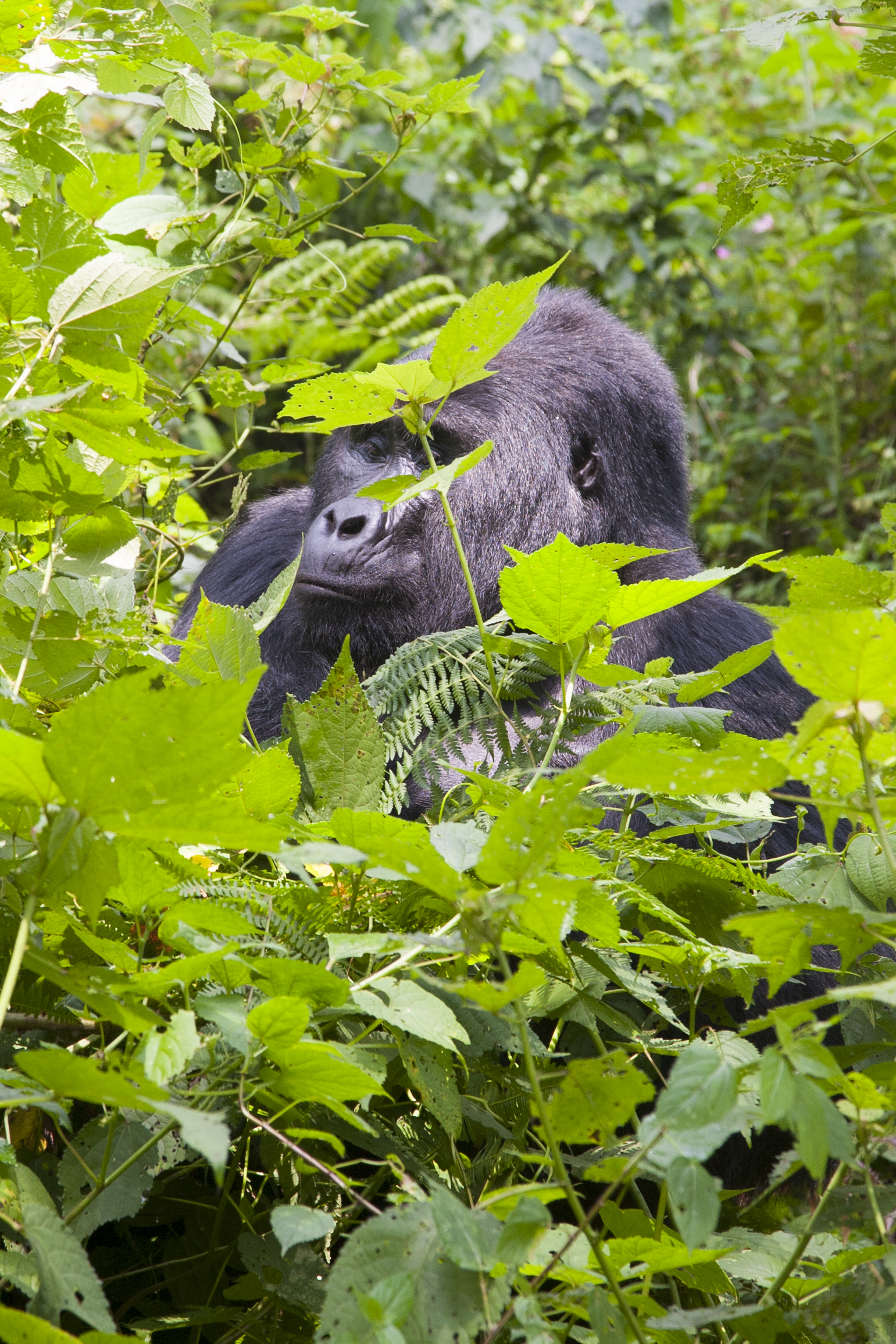  Berggorilla   Gorilla beringei beringei    Uganda    Bwindi NP    2012  