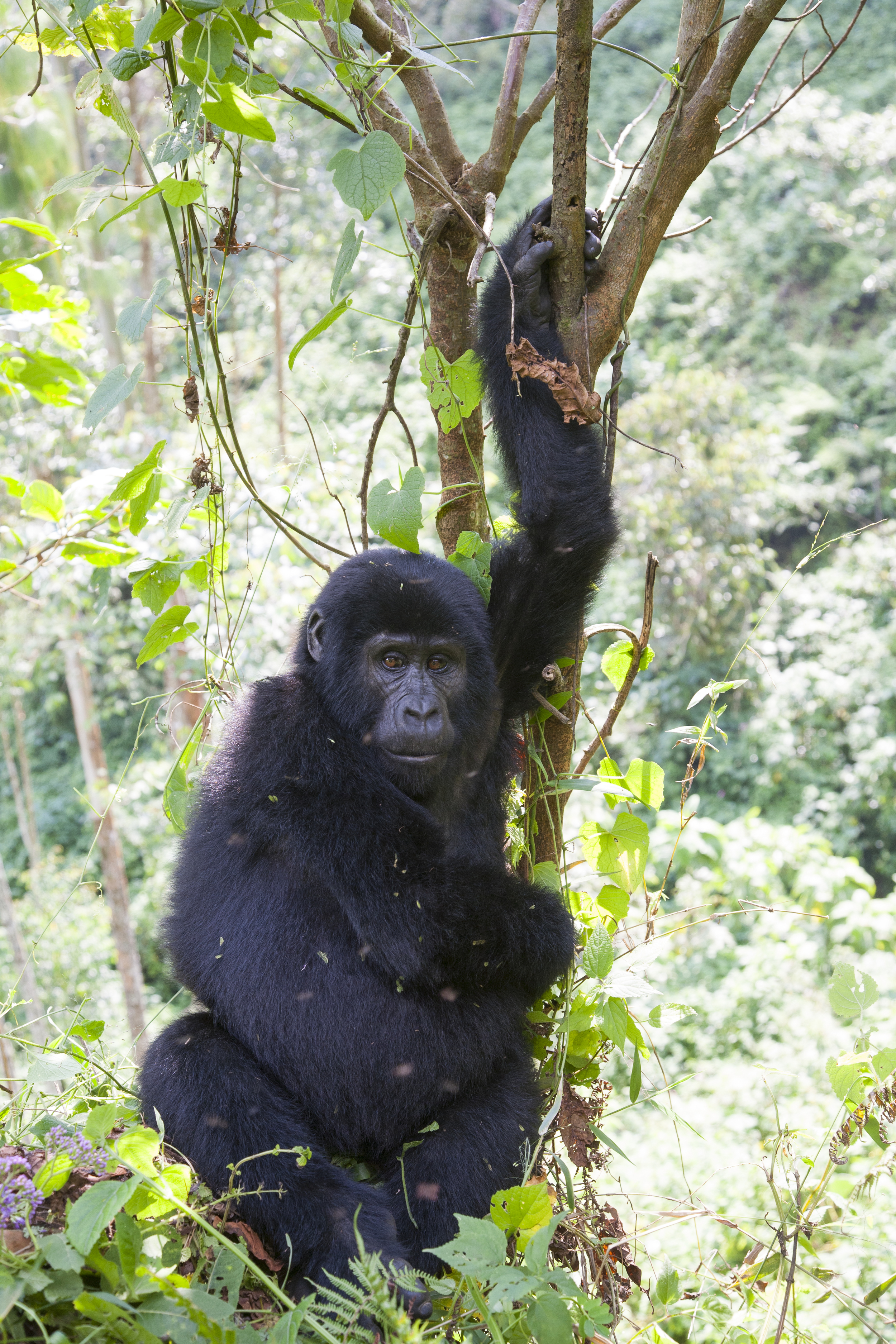  Berggorilla   Gorilla beringei beringei    Uganda    Bwindi NP    2012  