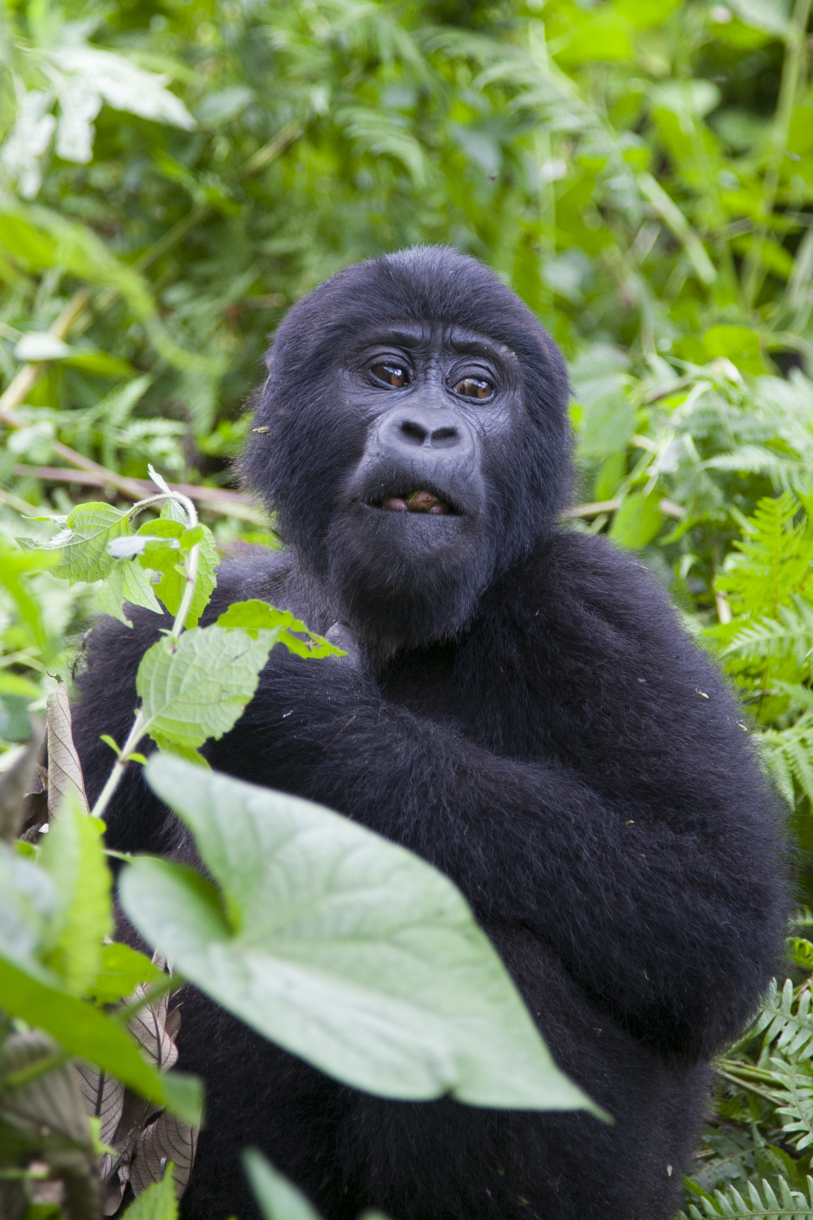  Berggorilla   Gorilla beringei beringei    Uganda    Bwindi NP    2012  