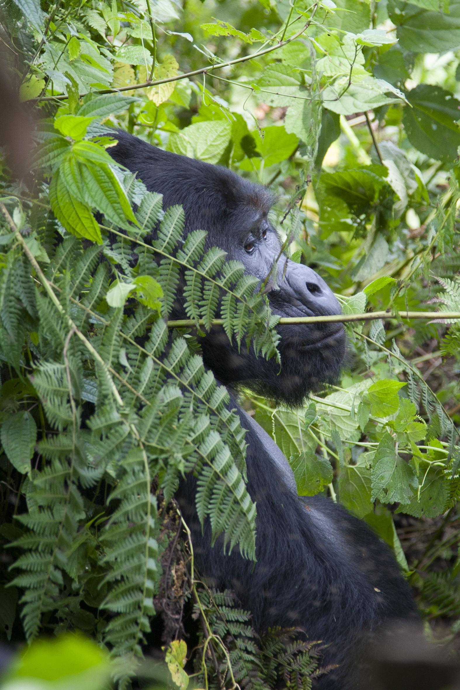  Berggorilla   Gorilla beringei beringei    Uganda    Bwindi NP    2012  