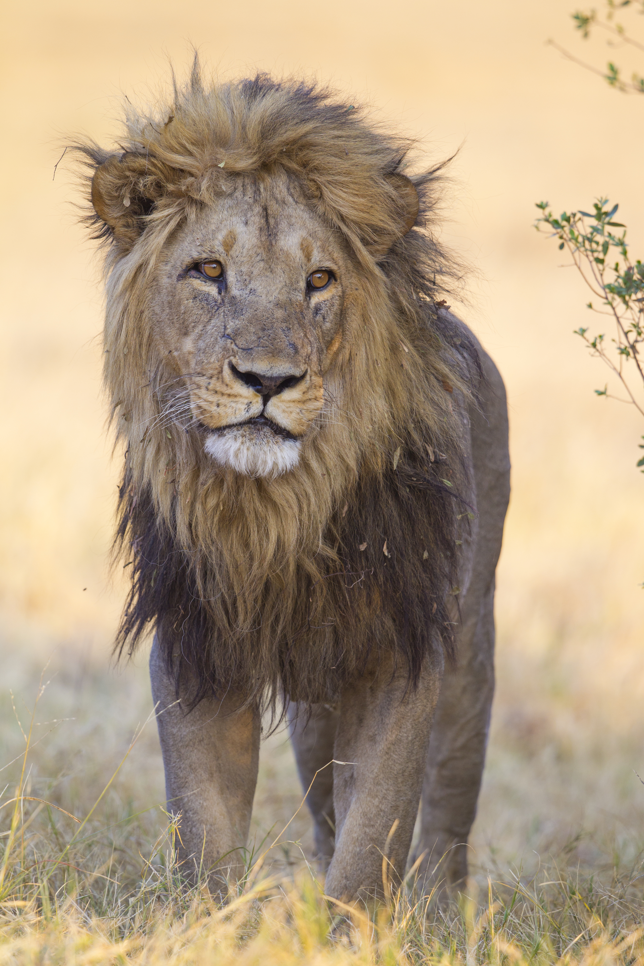  Löwe   Panthera leo    Botswana    Savuti NP    Canon 1 d IV    500mm /4 II    2015  