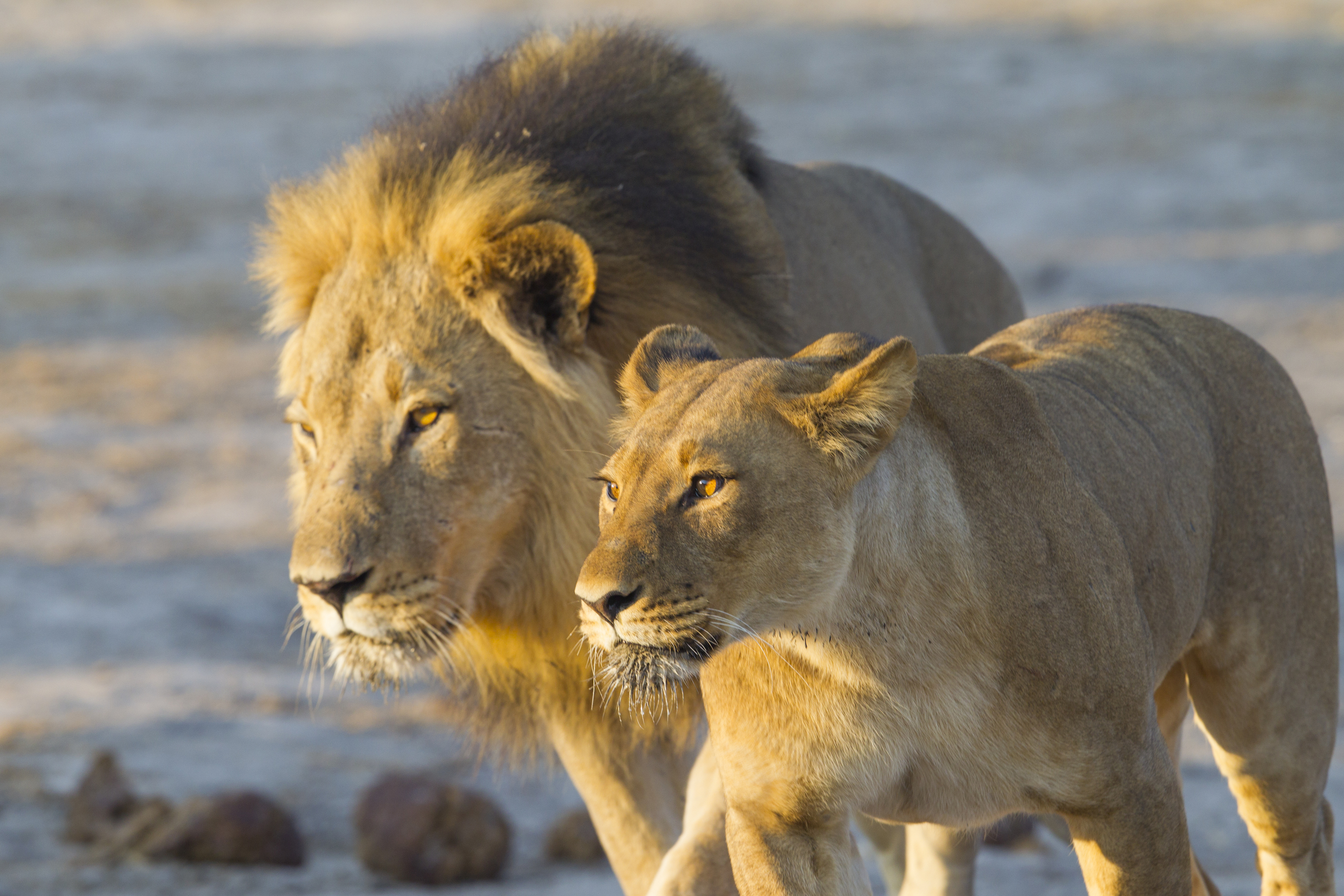  Löwe   Panthera leo    Botswana    Savuti NP    Canon 1 d IV    500mm /4 II    2015  