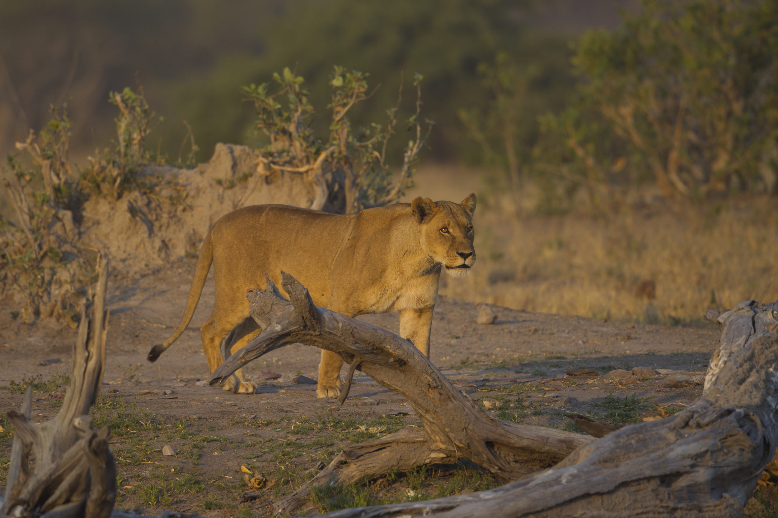  Löwe   Panthera leo    Botswana    Savuti NP    Canon 1 d IV    500mm /4 II    2015  