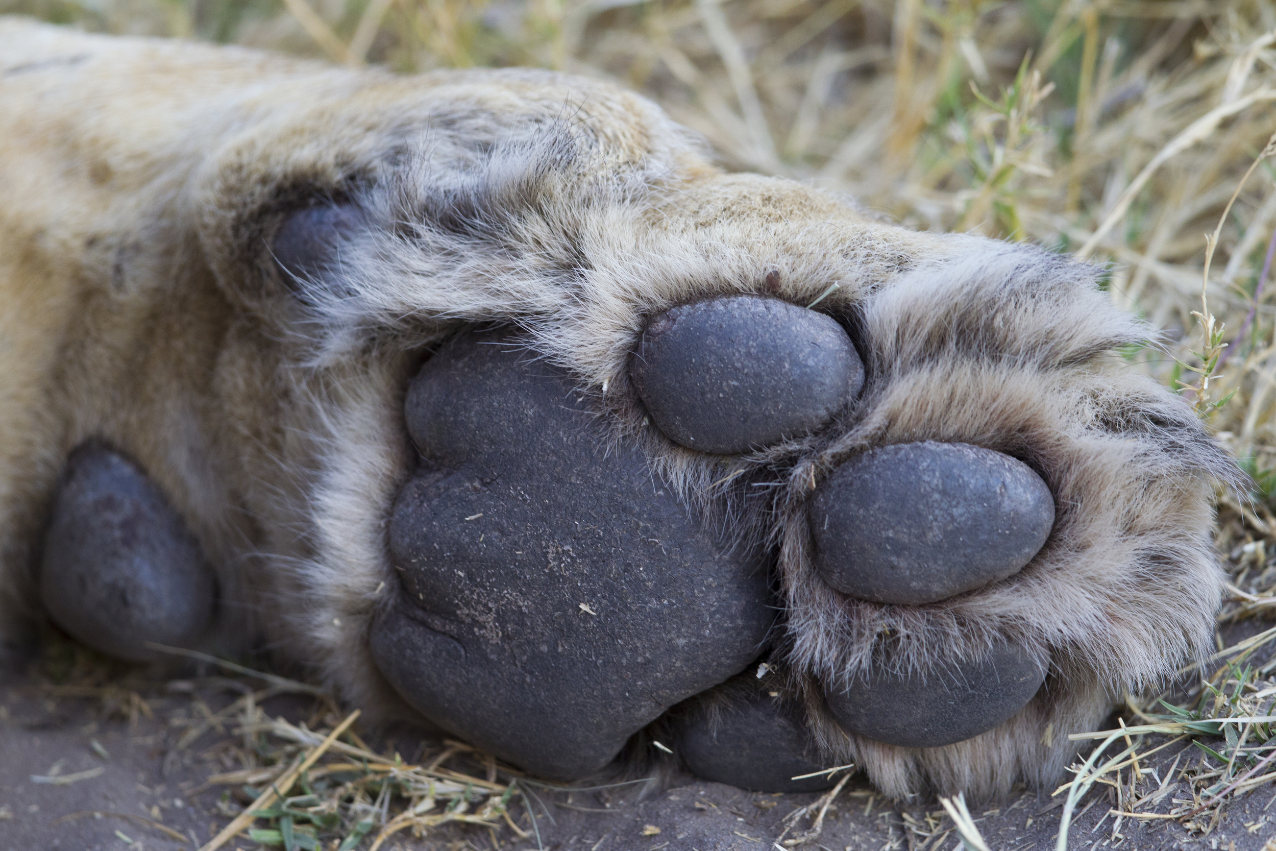  Löwe   Panthera leo    Botswana    Savuti NP    Canon 1 d IV    500mm /4 II    2015  