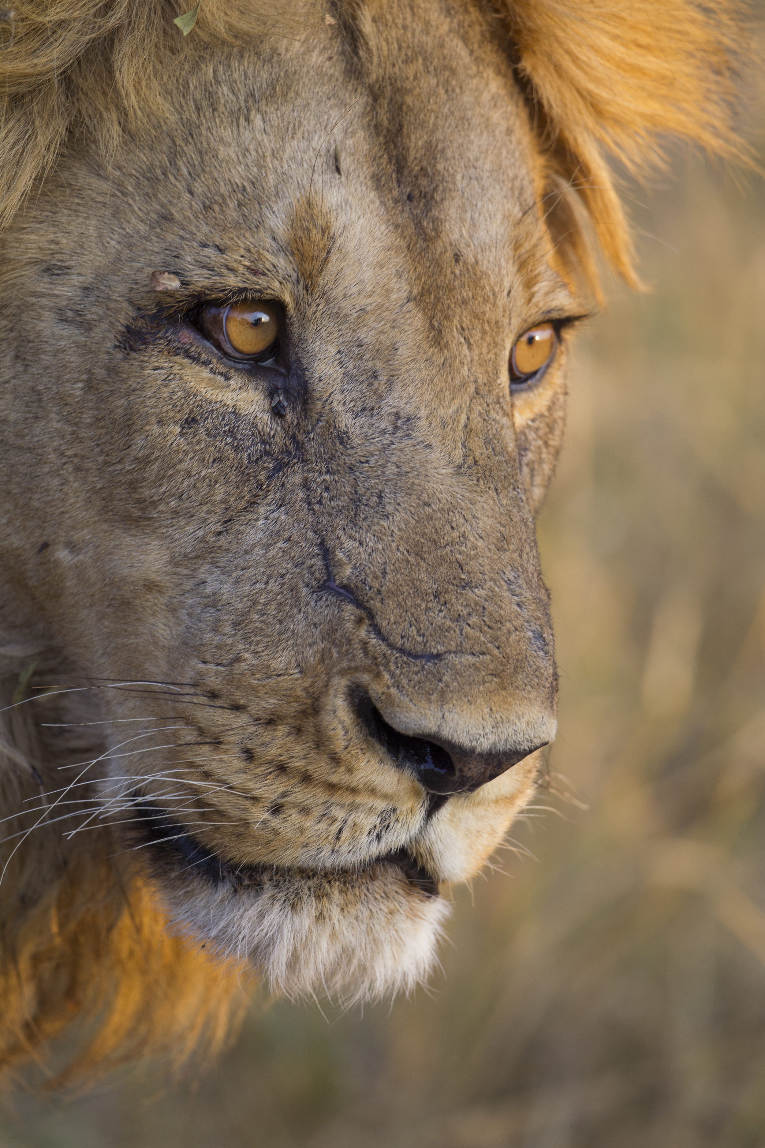  Löwe   Panthera leo    Botswana    Savuti NP    Canon 1 d IV    500mm /4 II    2015  