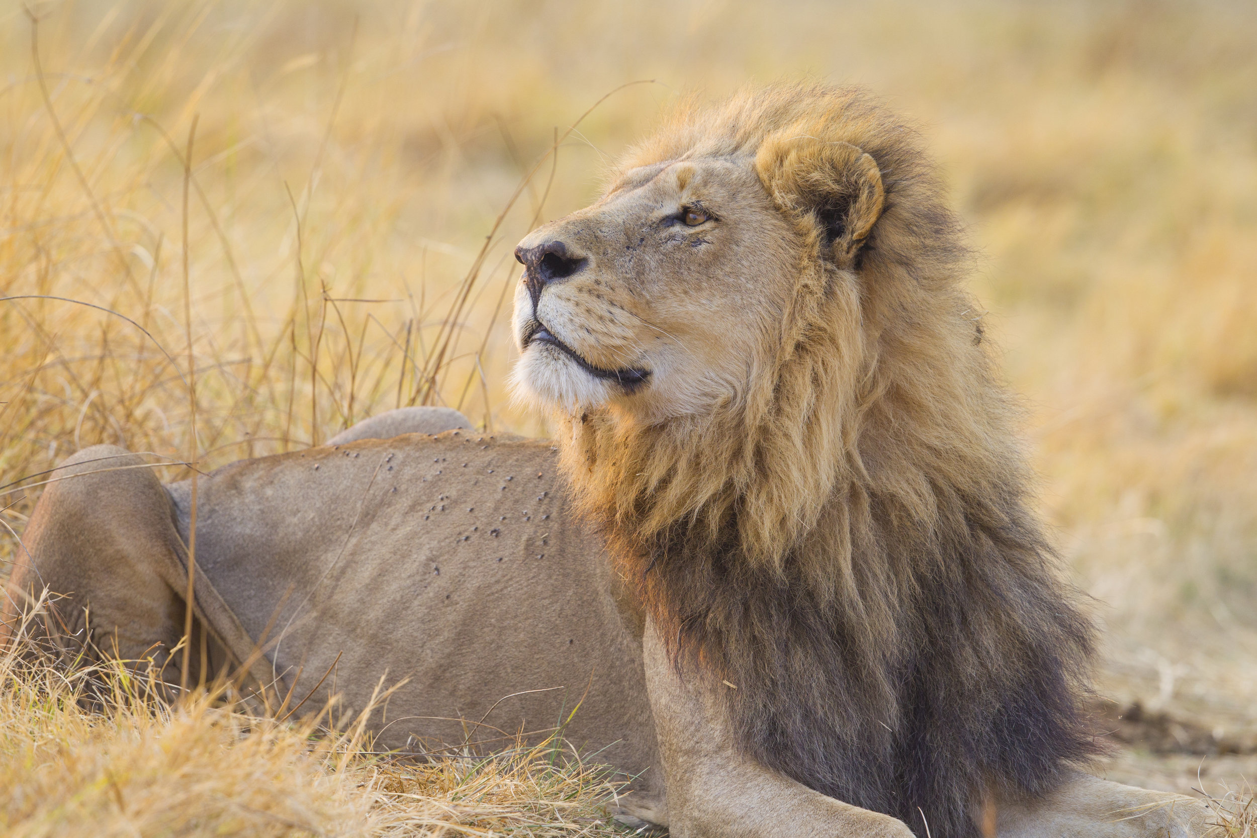  Löwe   Panthera leo    Botswana    Khwai NP    Canon 1 d IV    500mm /4 II    2015  