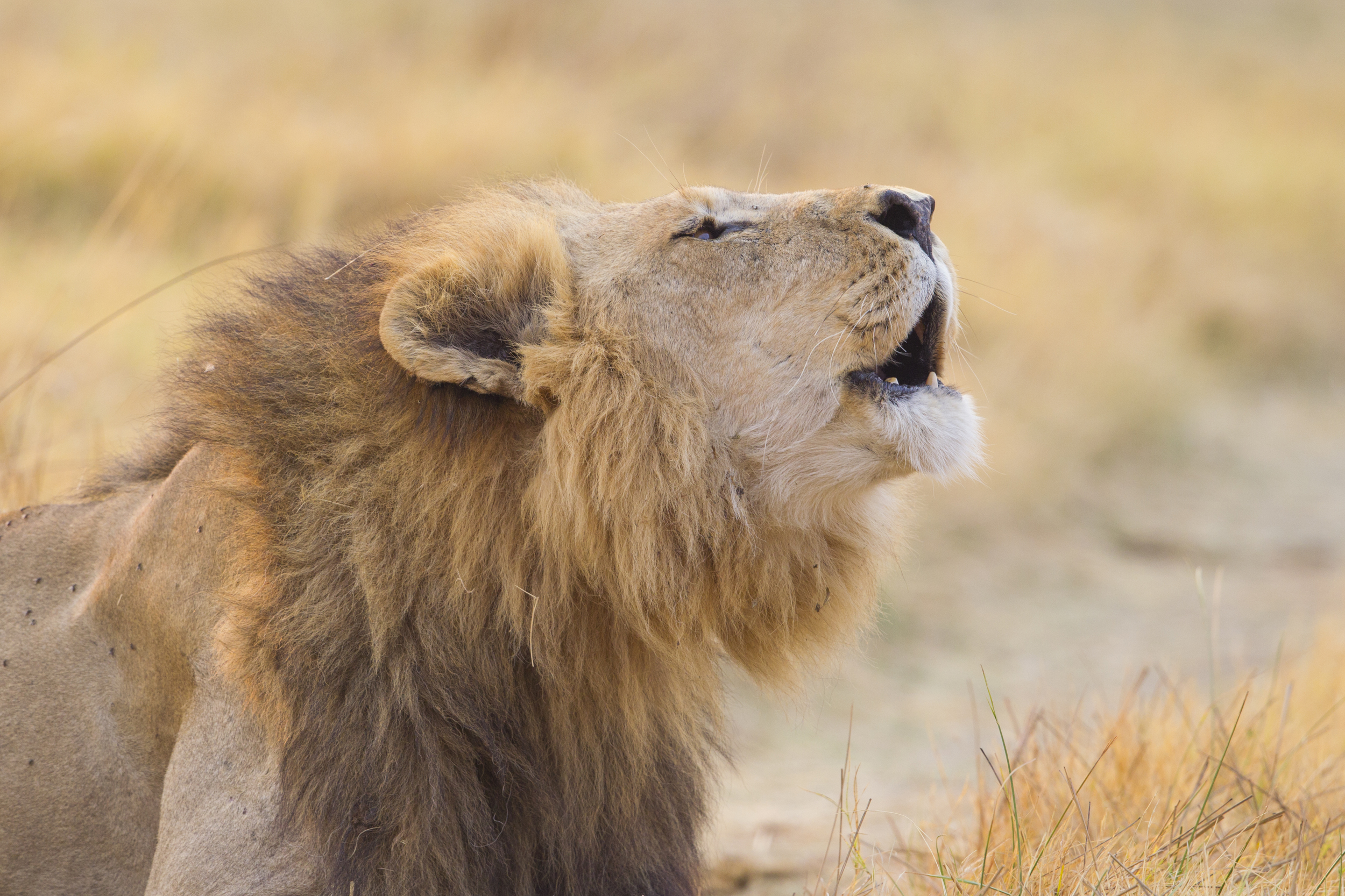  Löwe   Panthera leo    Botswana    Khwai NP    Canon 1 d IV    500mm /4 II    2015  