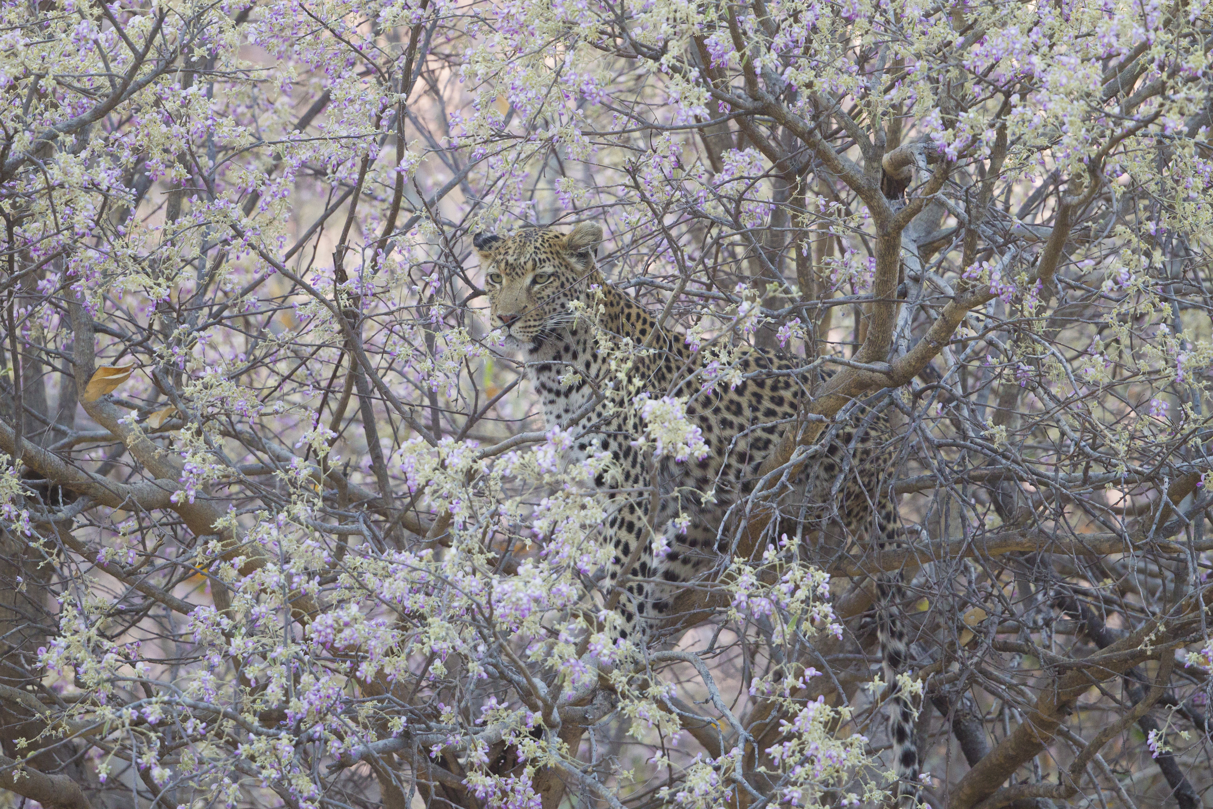  Leopard   Panthera pardus    Botswana    Khwai NP    2015  