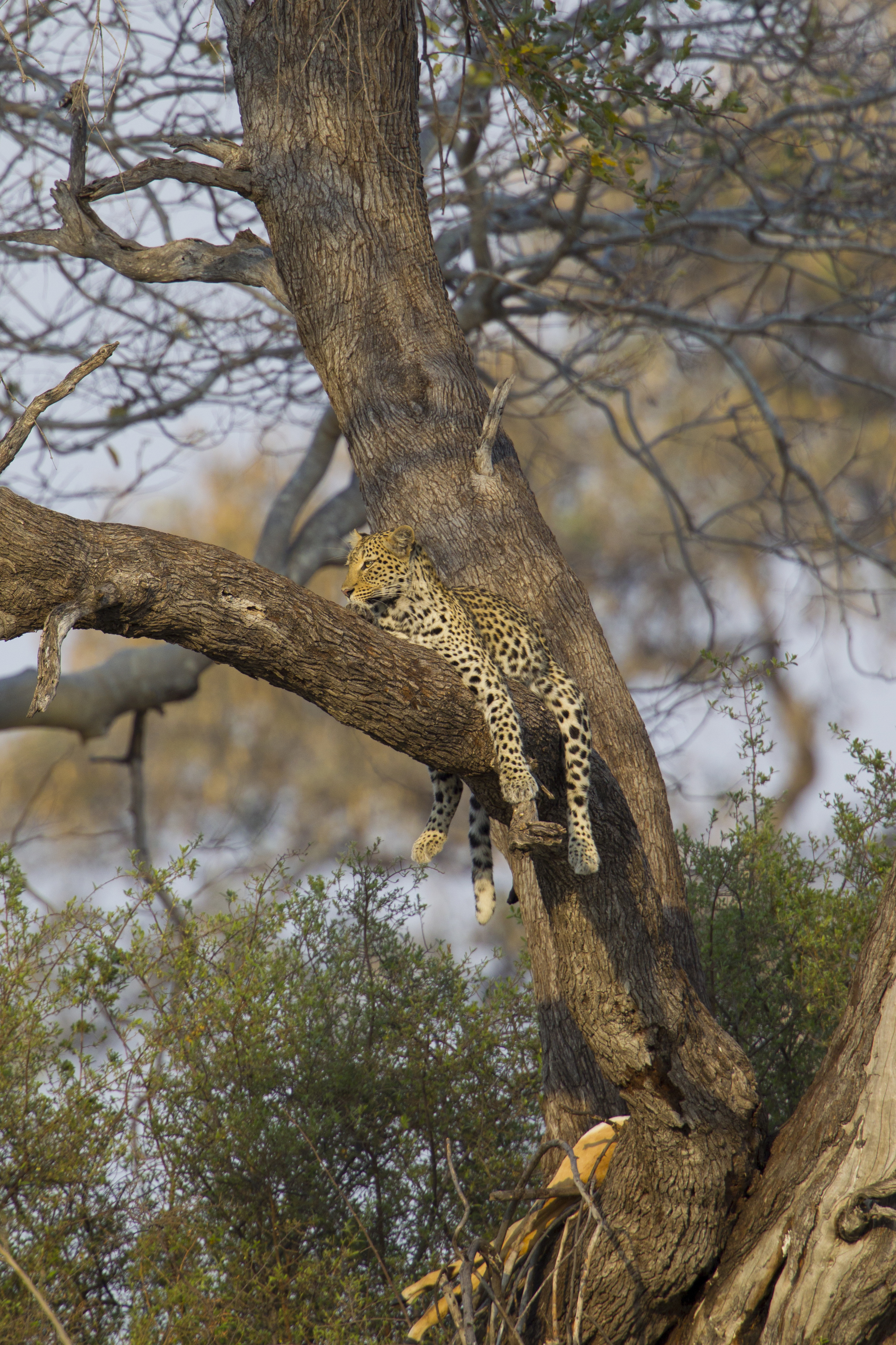  Leopard   Panthera pardus    Botswana    Khwai NP    2015  