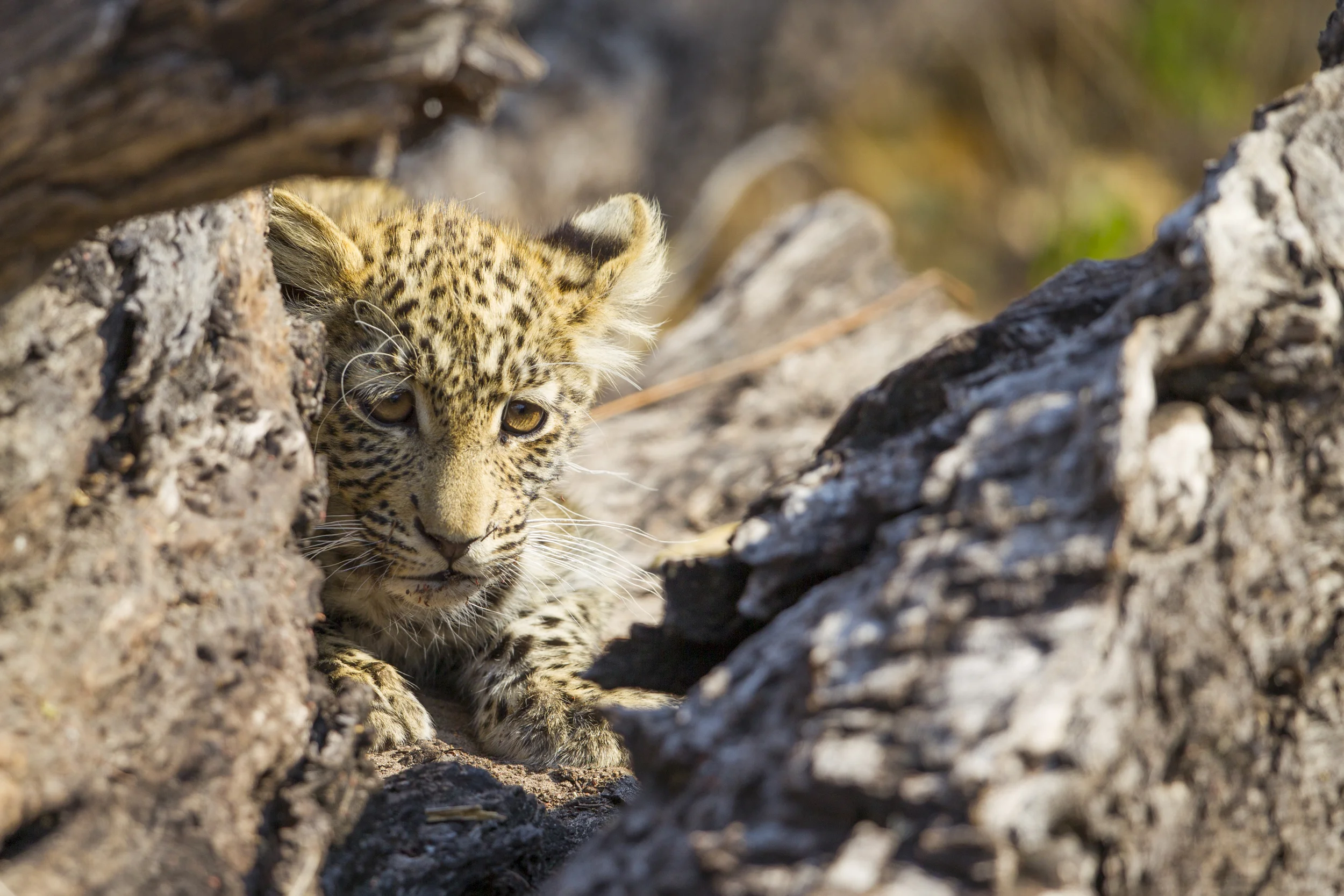 Leopard Panthera pardus Botswana Khwai NP 2015