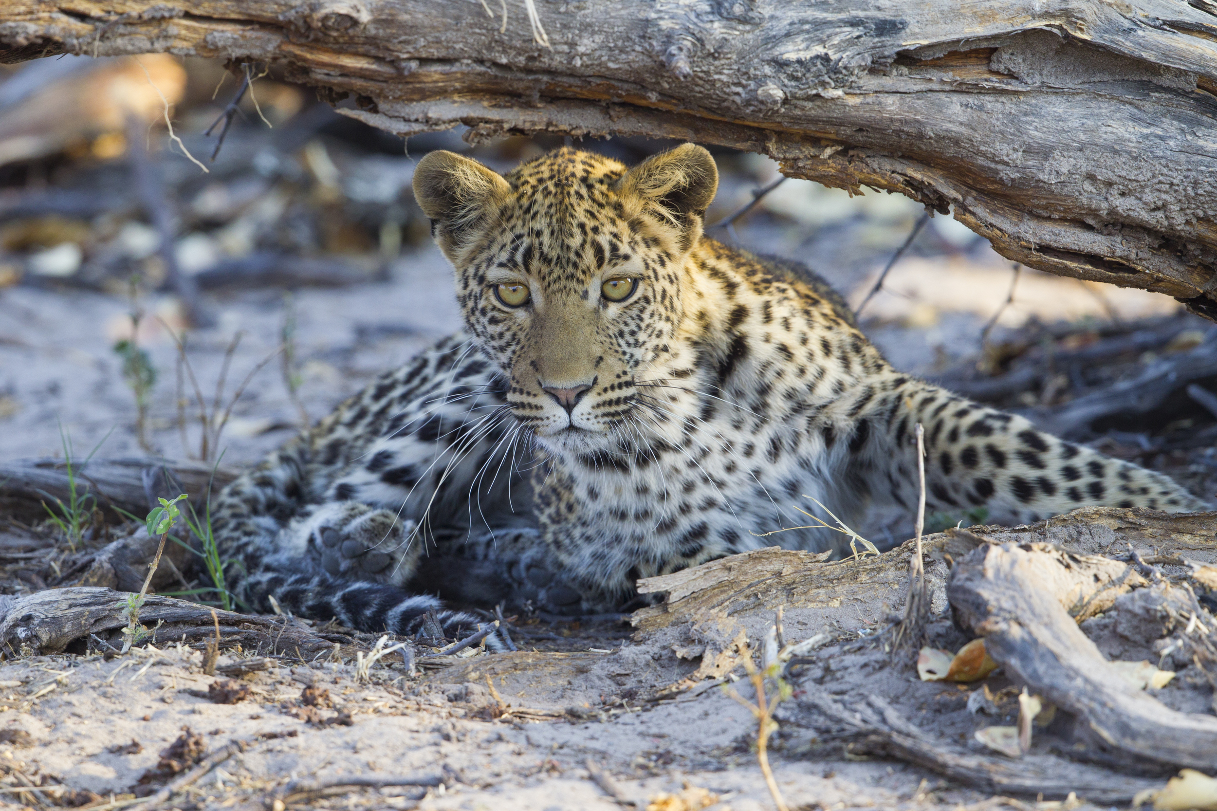  Leopard   Panthera pardus    Botswana    Khwai NP    2015  