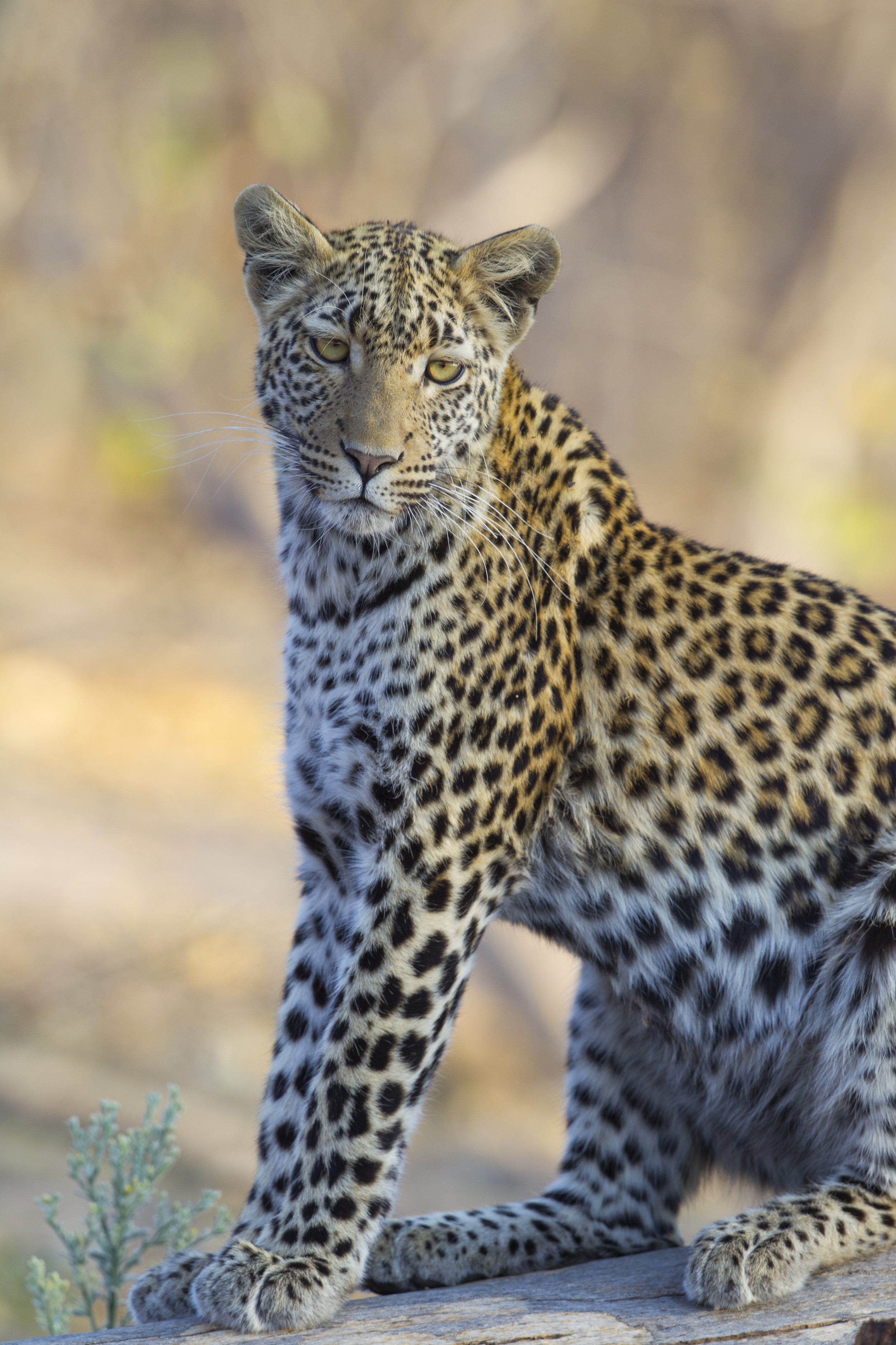  Leopard   Panthera pardus    Botswana    Khwai NP    2015  