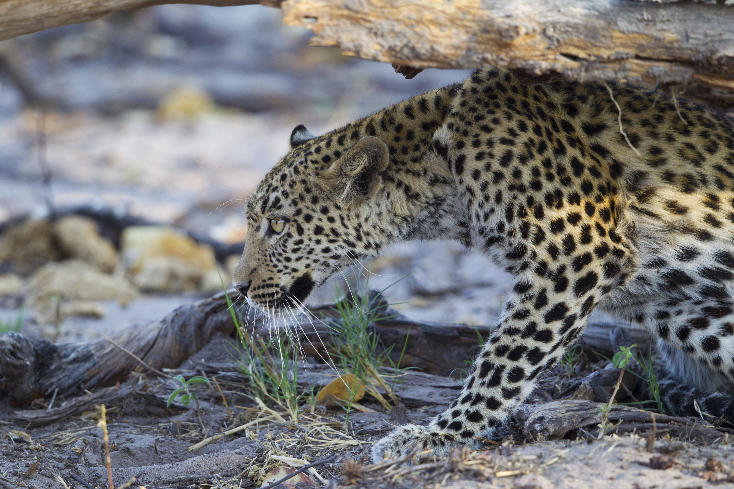  Leopard   Panthera pardus    Botswana    Khwai NP    2015  