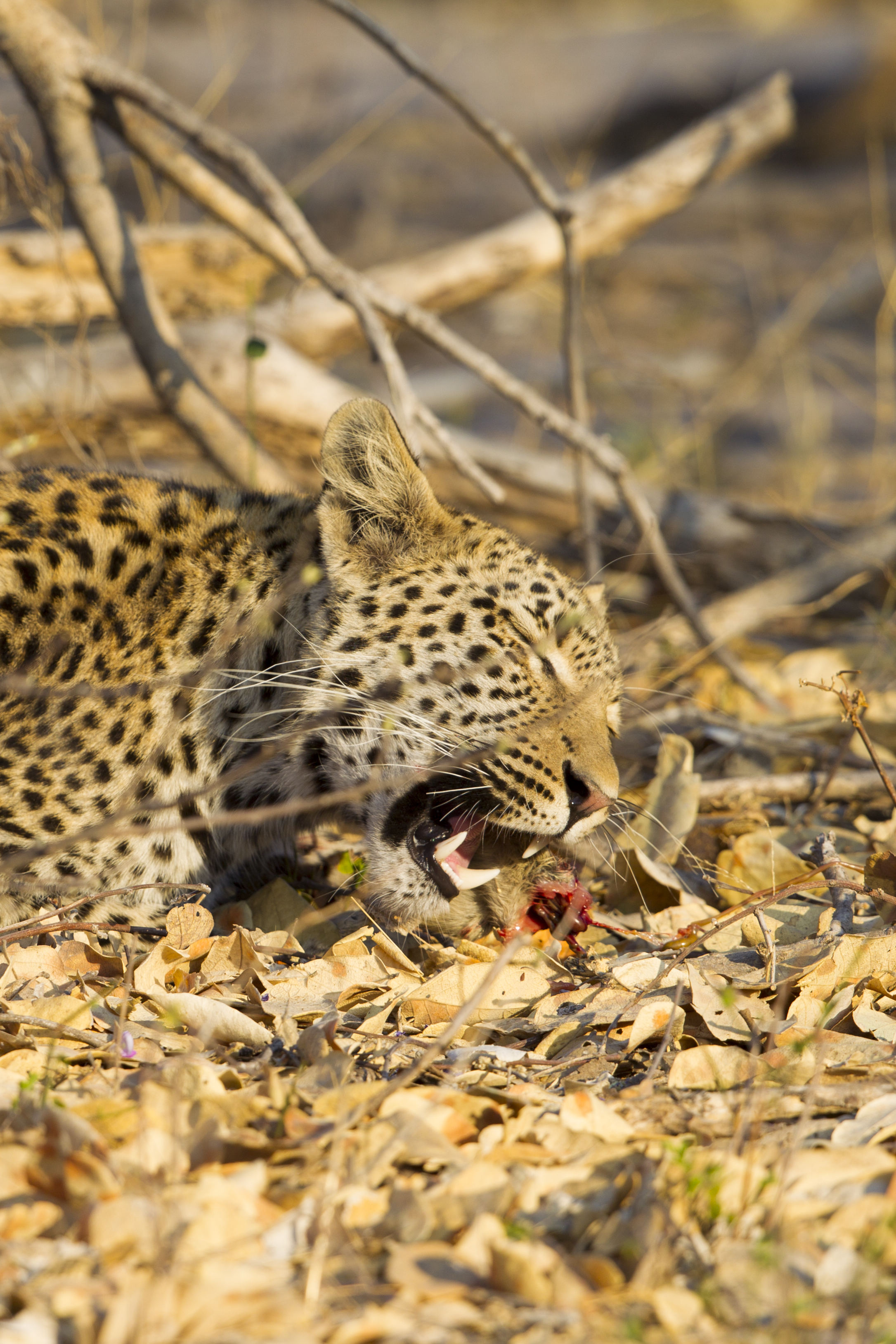  Leopard   Panthera pardus    Botswana    Khwai NP    2015  