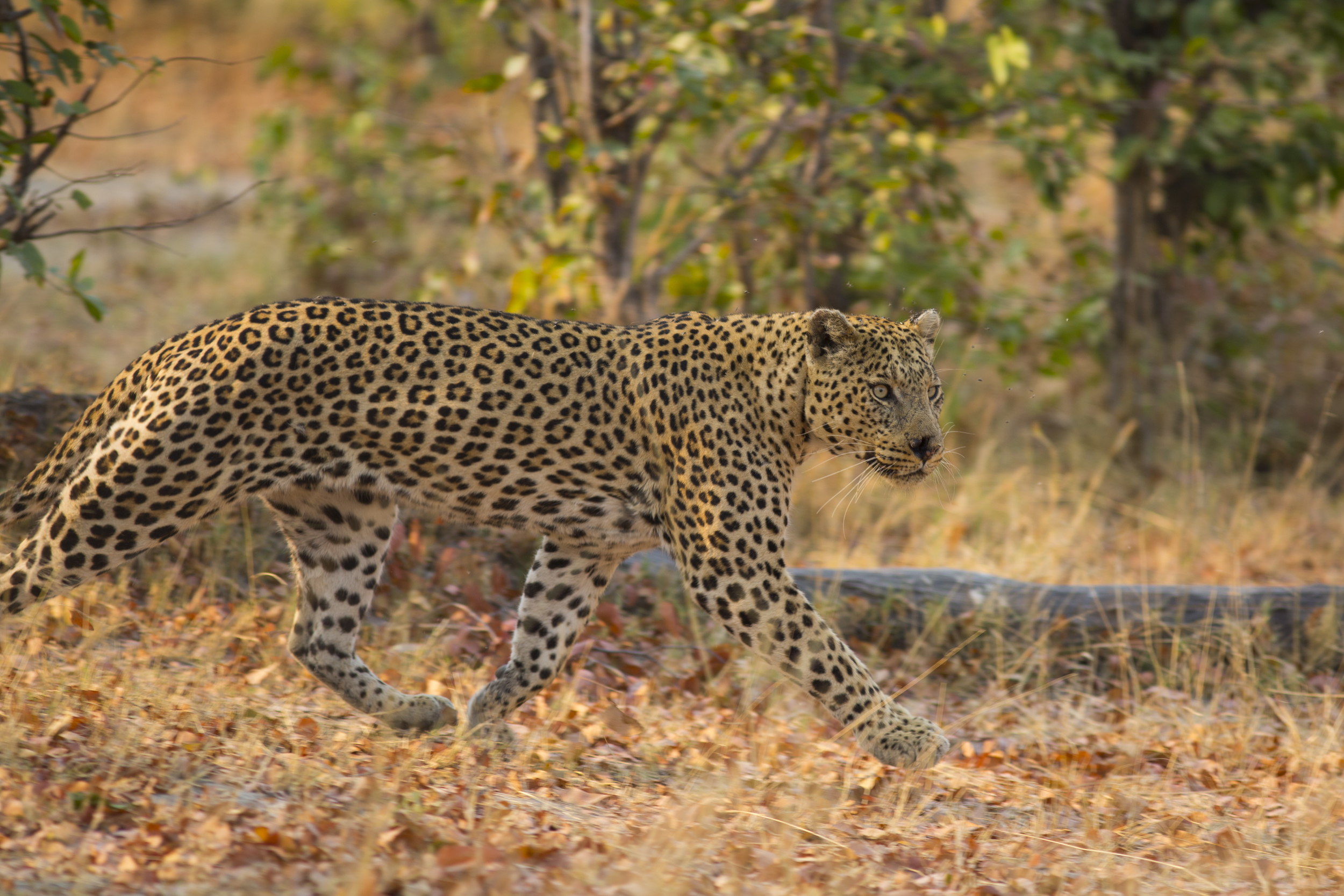  Leopard   Panthera pardus    Botswana    Khwai NP    2015  