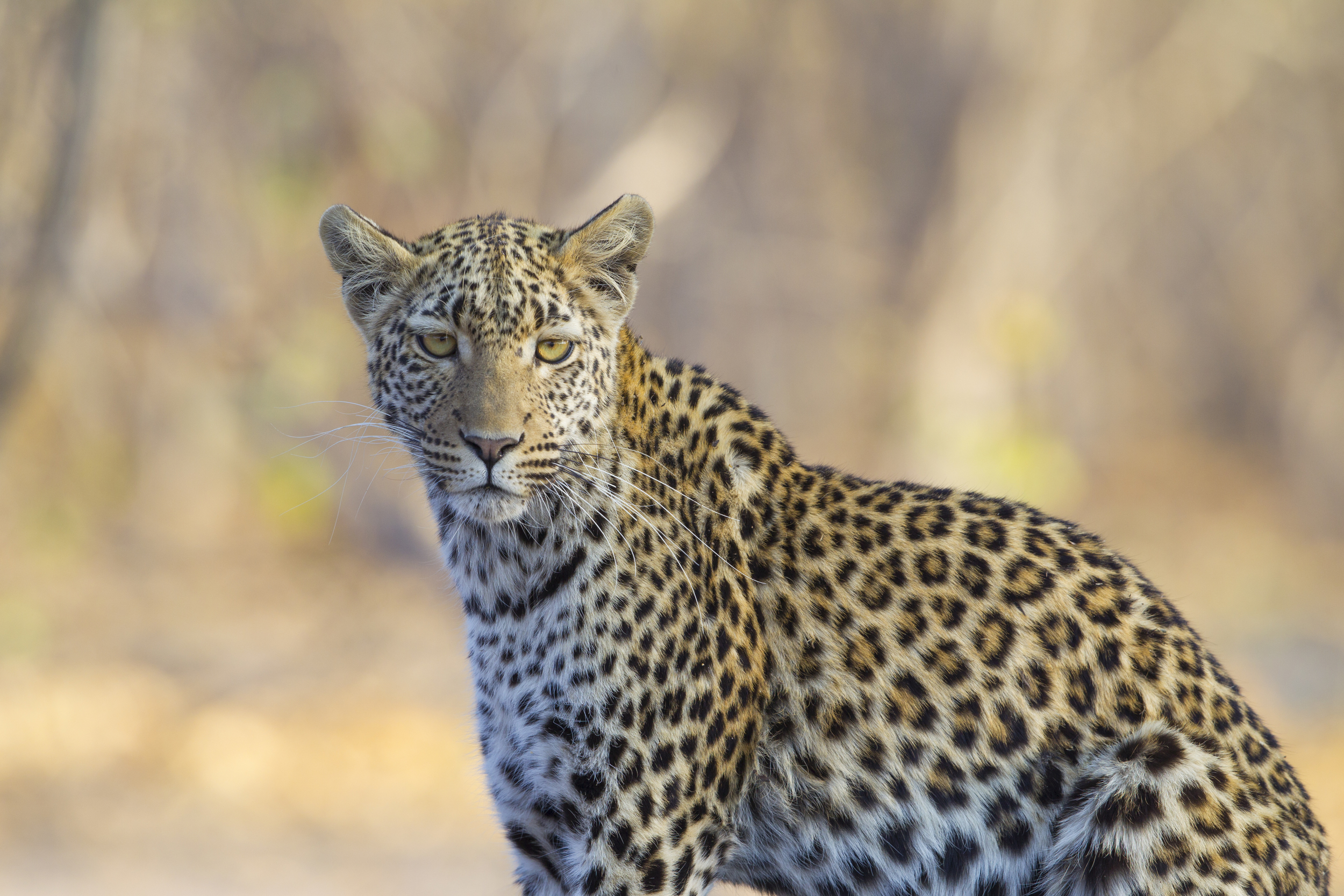  Leopard   Panthera pardus    Botswana    Khwai NP    2015  