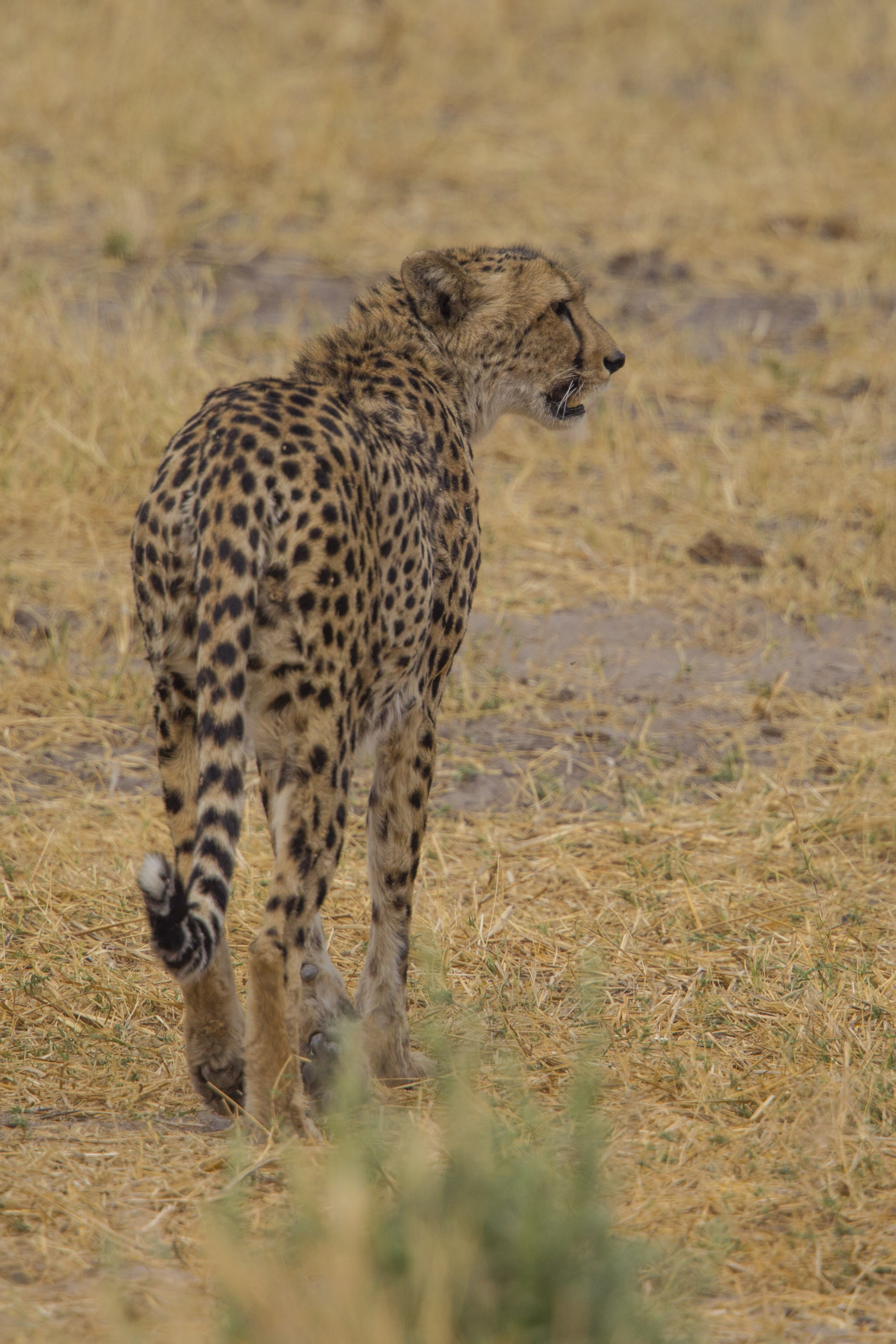  Gepard   Acinonyx jubatus    Botswana    Moremi NP  