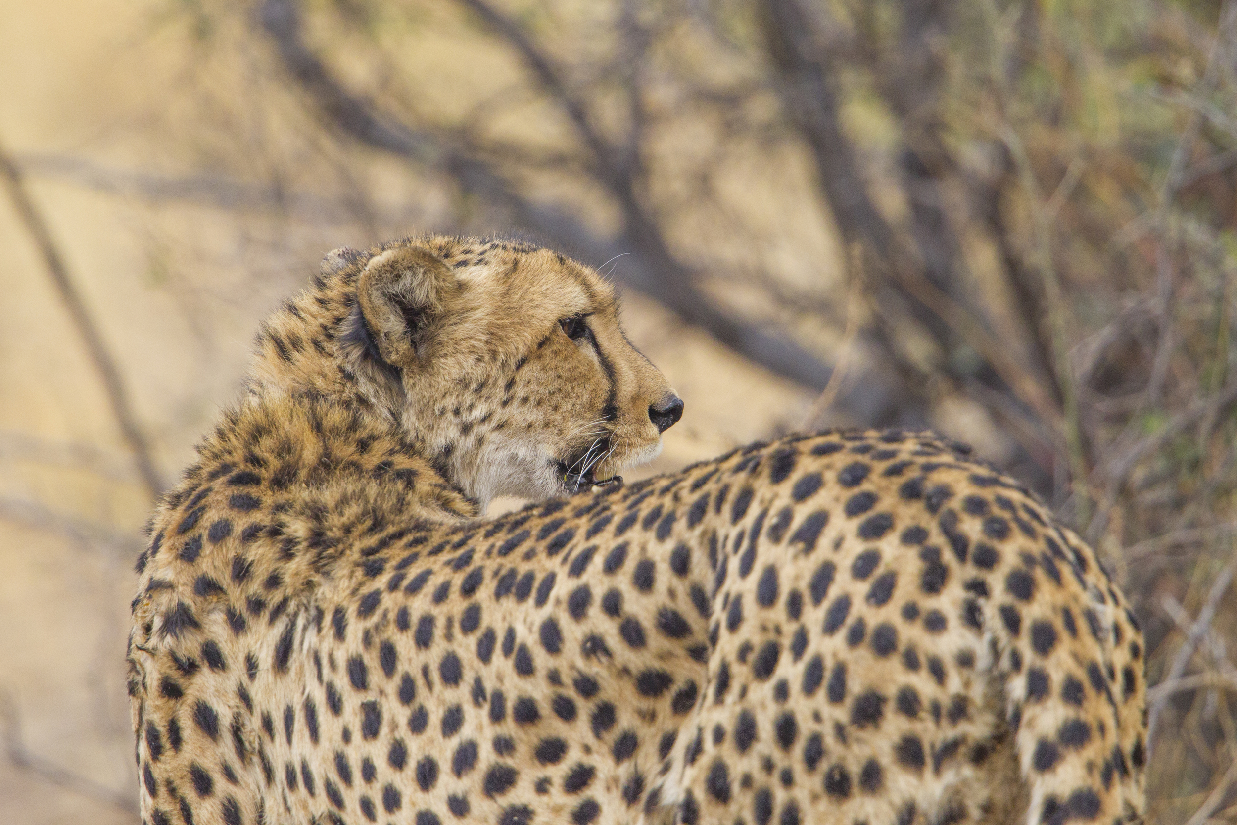  Gepard   Acinonyx jubatus    Botswana    Moremi NP  