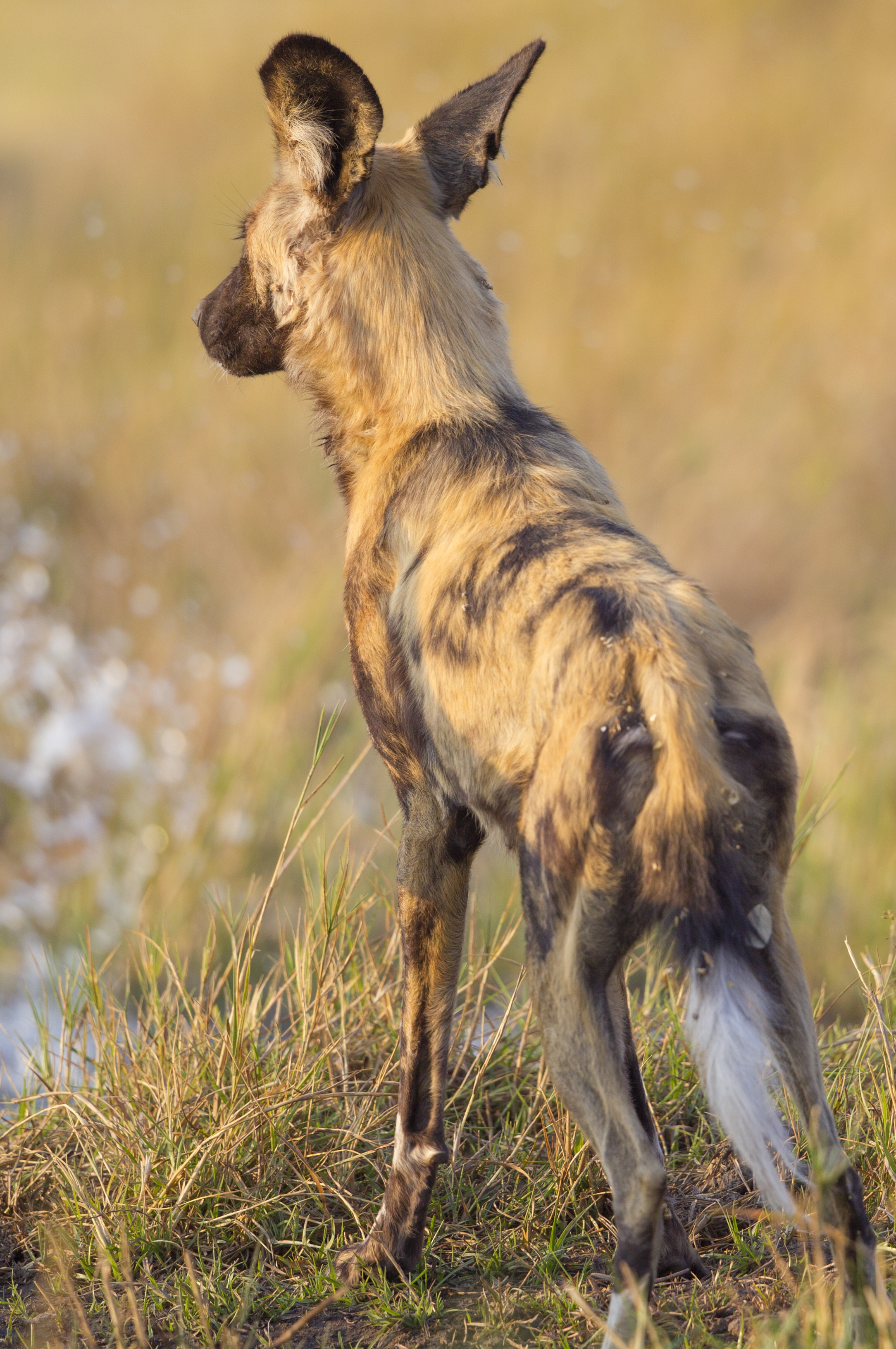  Afrikanischer Wildhund   Lycaon pictus    Botswana    Khwai NP    2015  