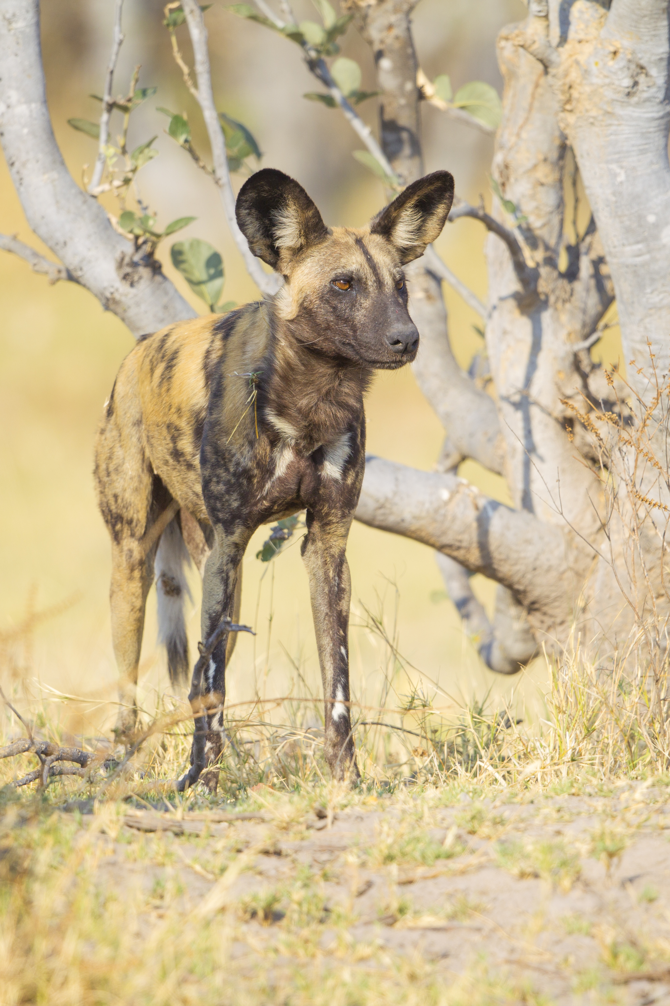  Afrikanischer Wildhund   Lycaon pictus    Botswana    Khwai NP    2015  