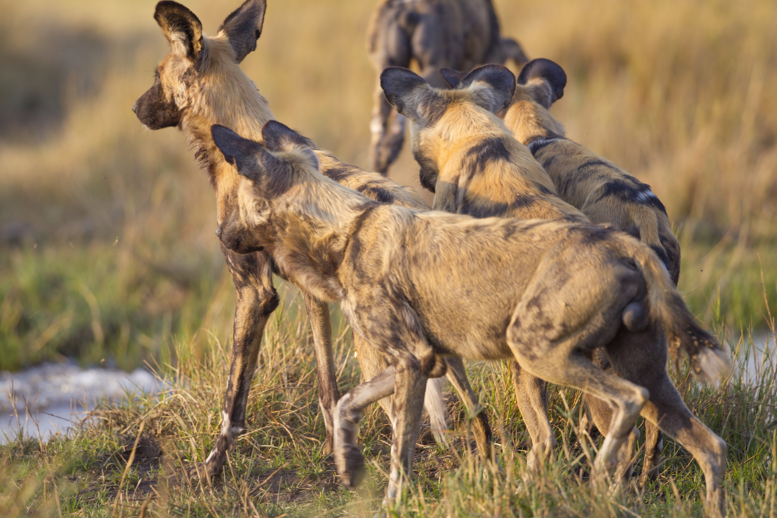  Afrikanischer Wildhund   Lycaon pictus    Botswana    Khwai NP    2015  