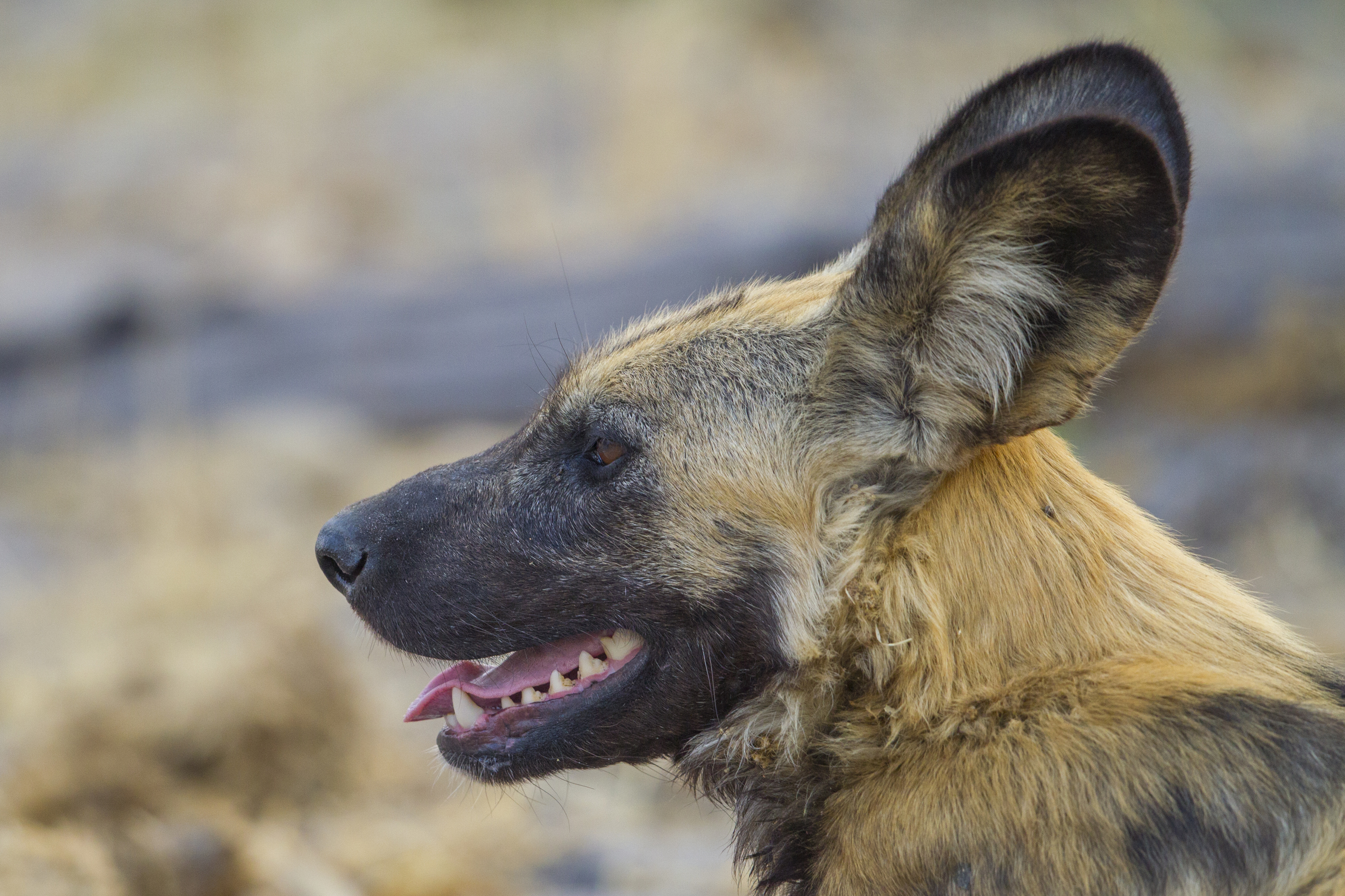  Afrikanischer Wildhund   Lycaon pictus    Botswana    Khwai NP    2015  