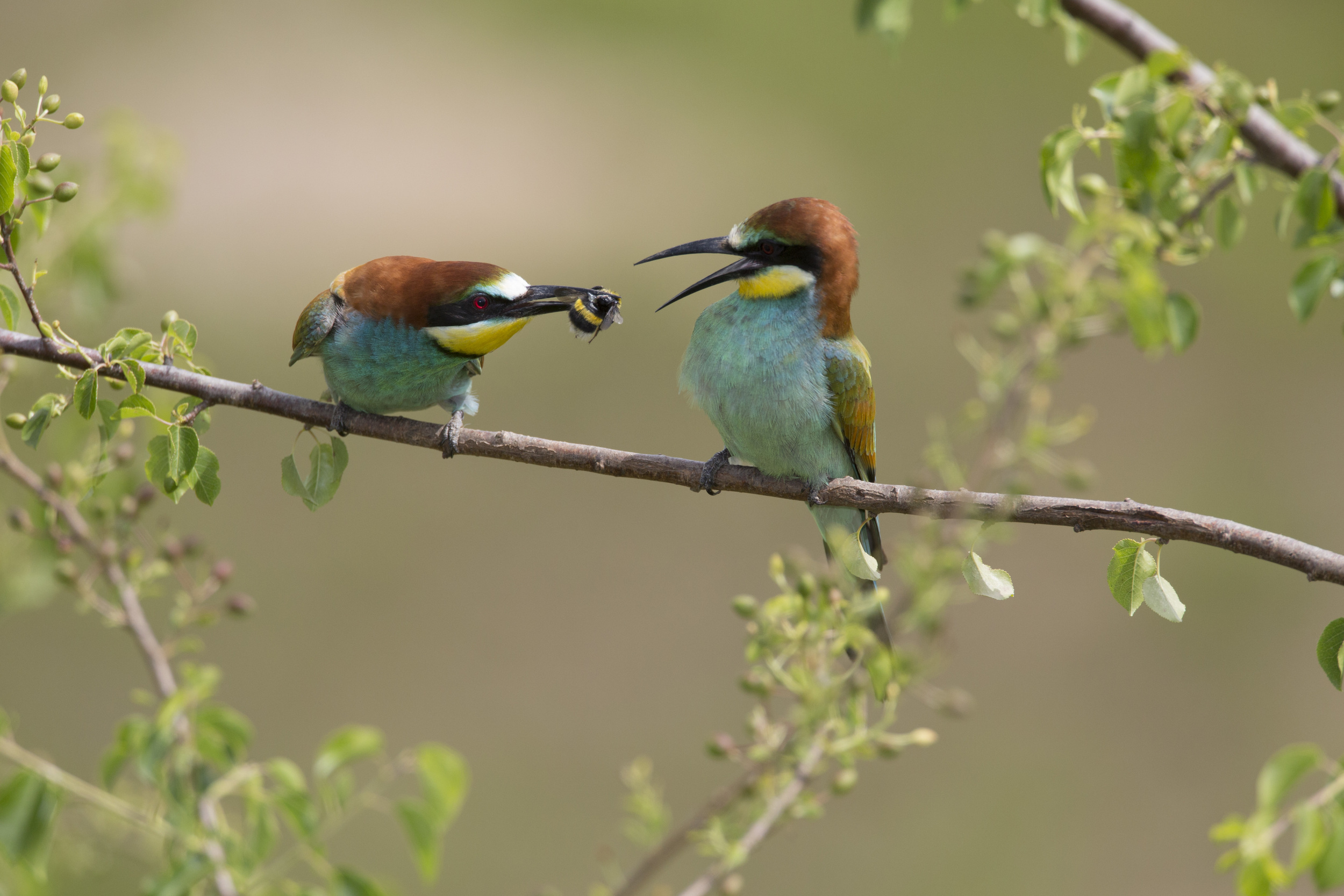  Bienenfresser   Merops apiaster    Sachsen Anhalt    2013  