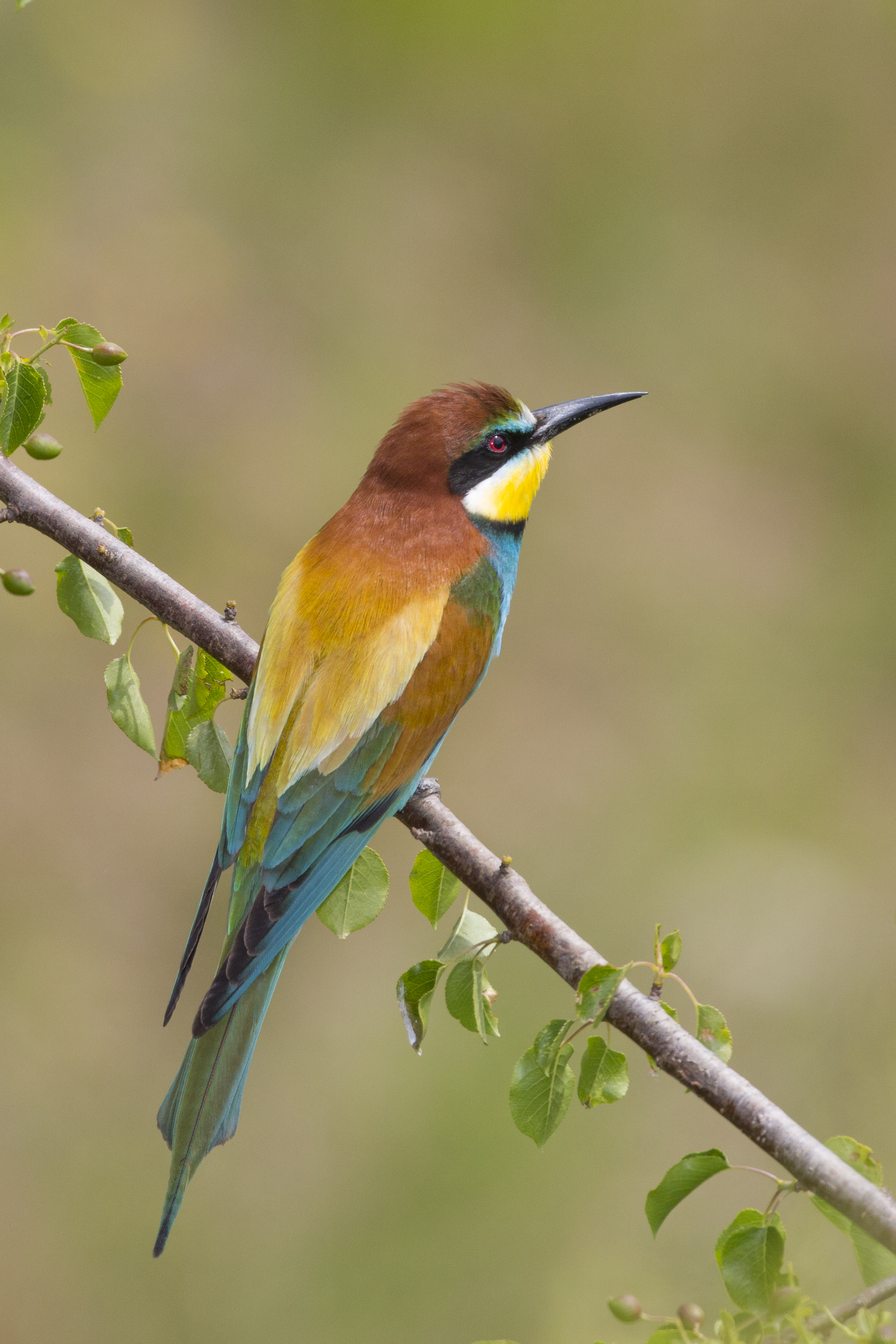  Bienenfresser   Merops apiaster    Sachsen Anhalt    2013  