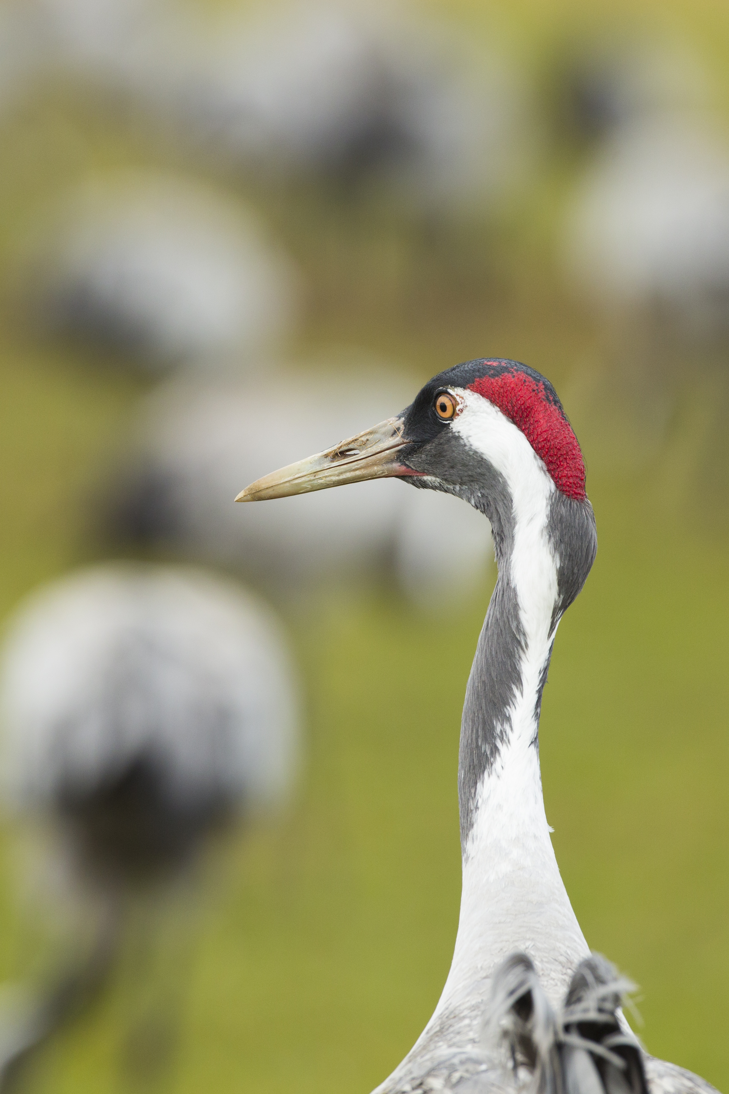  Kranich   Grus grus    Mecklenburg/    Vorpommern    canon 5 d III    500mm f4    2014  