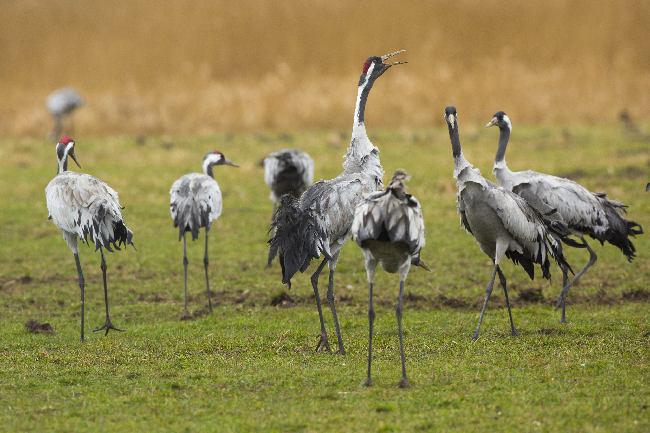  Kranich   Grus grus    Mecklenburg/    Vorpommern    canon 5 d III    500mm f4    2014  