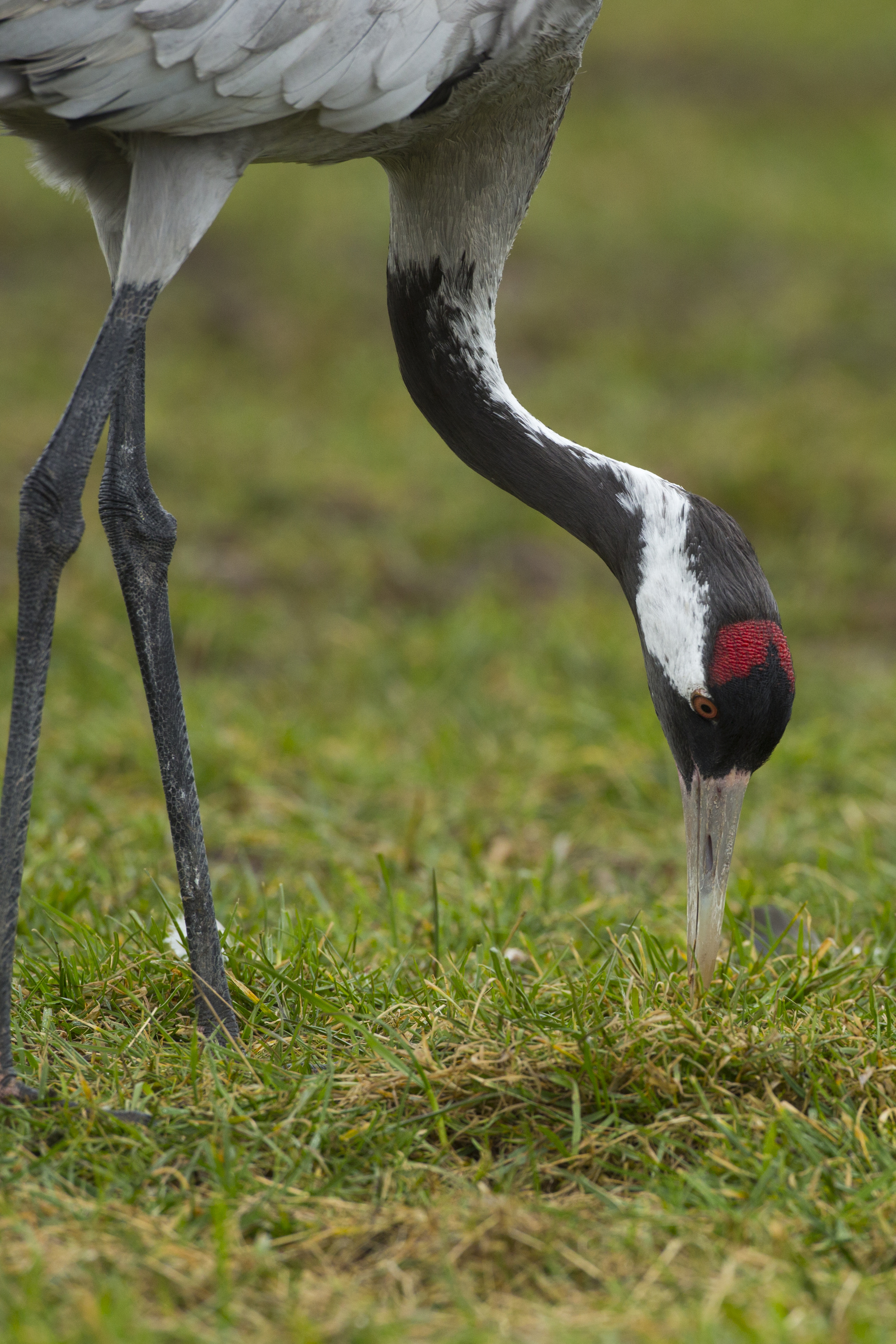  Kranich   Grus grus    Mecklenburg/    Vorpommern    canon 5 d III    500mm f4    2014  