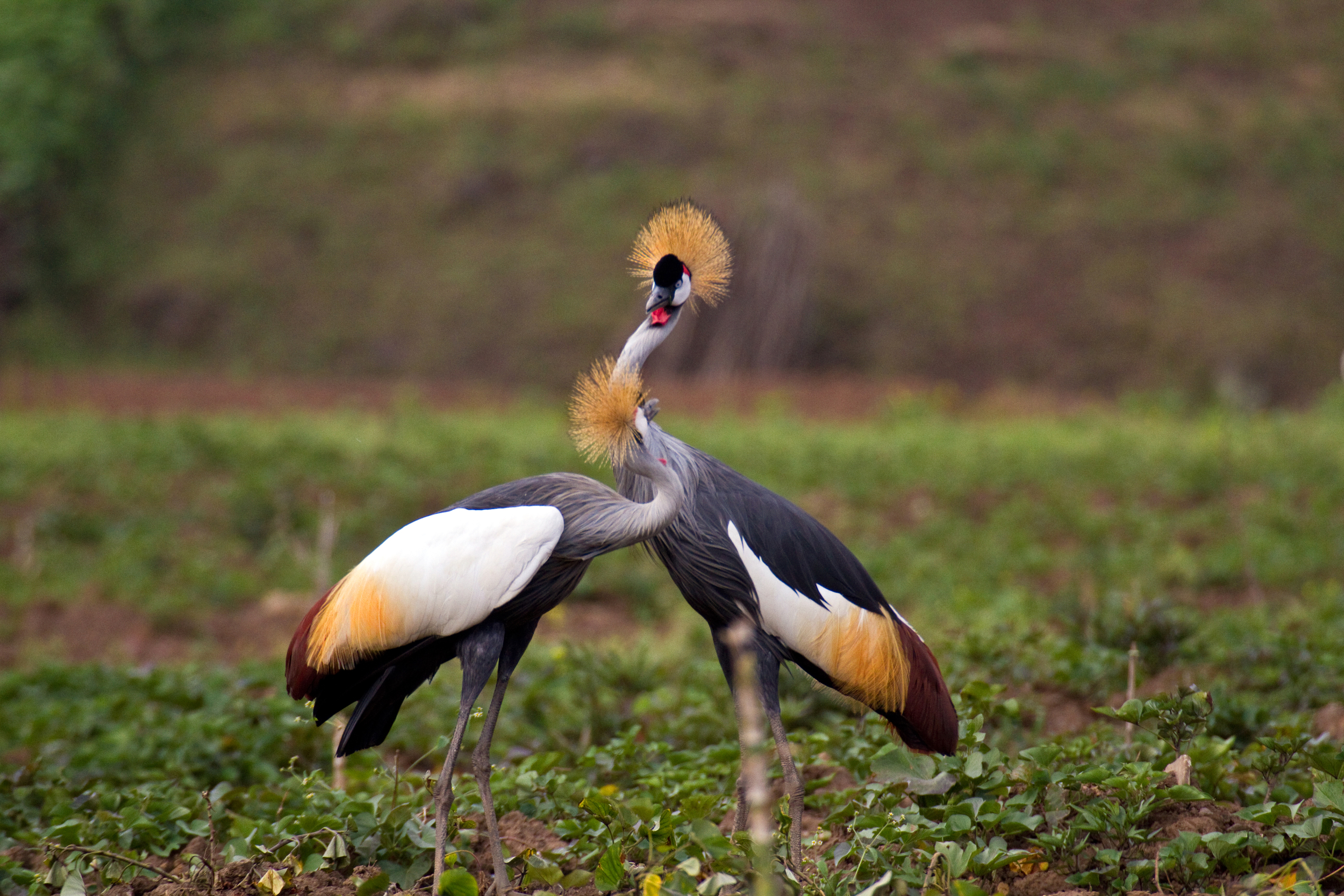  Kronenkranich   Balearica regulorum    Uganda    2012  