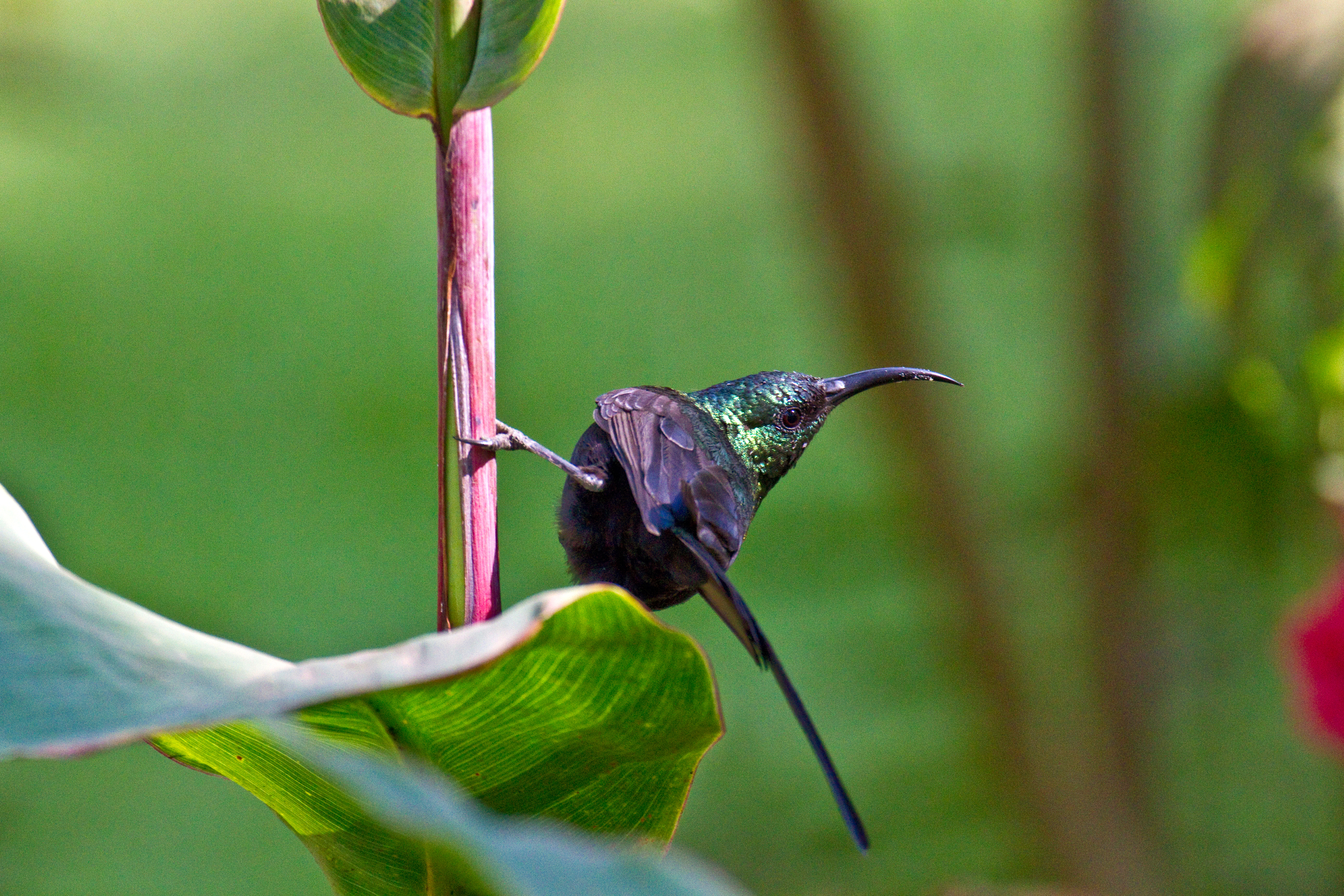  Marico Sunbird   Cinnyris mariquensis    Uganda    2012  