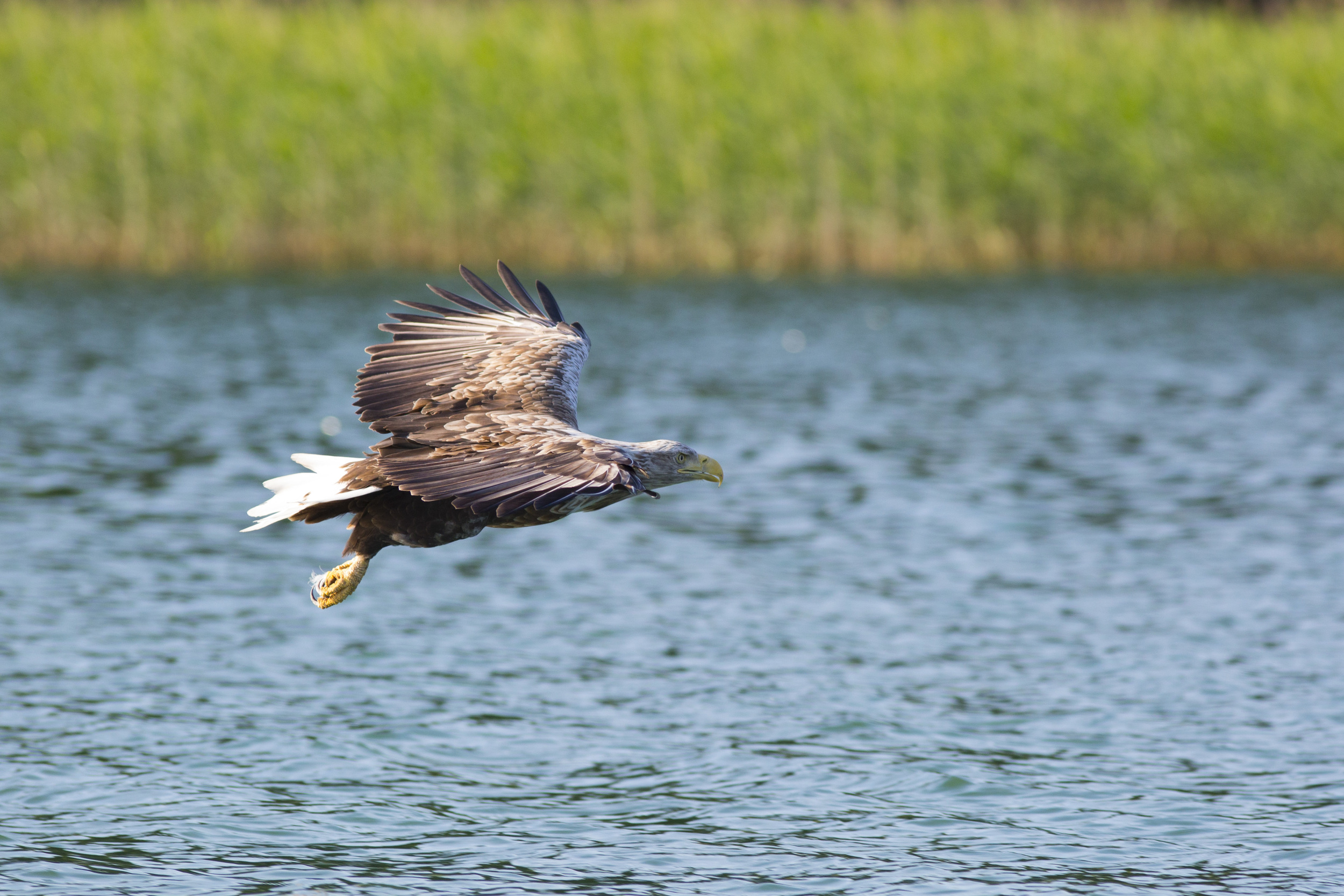  Seeadler   Haliaeetus albicilla    Feldberg    2014  