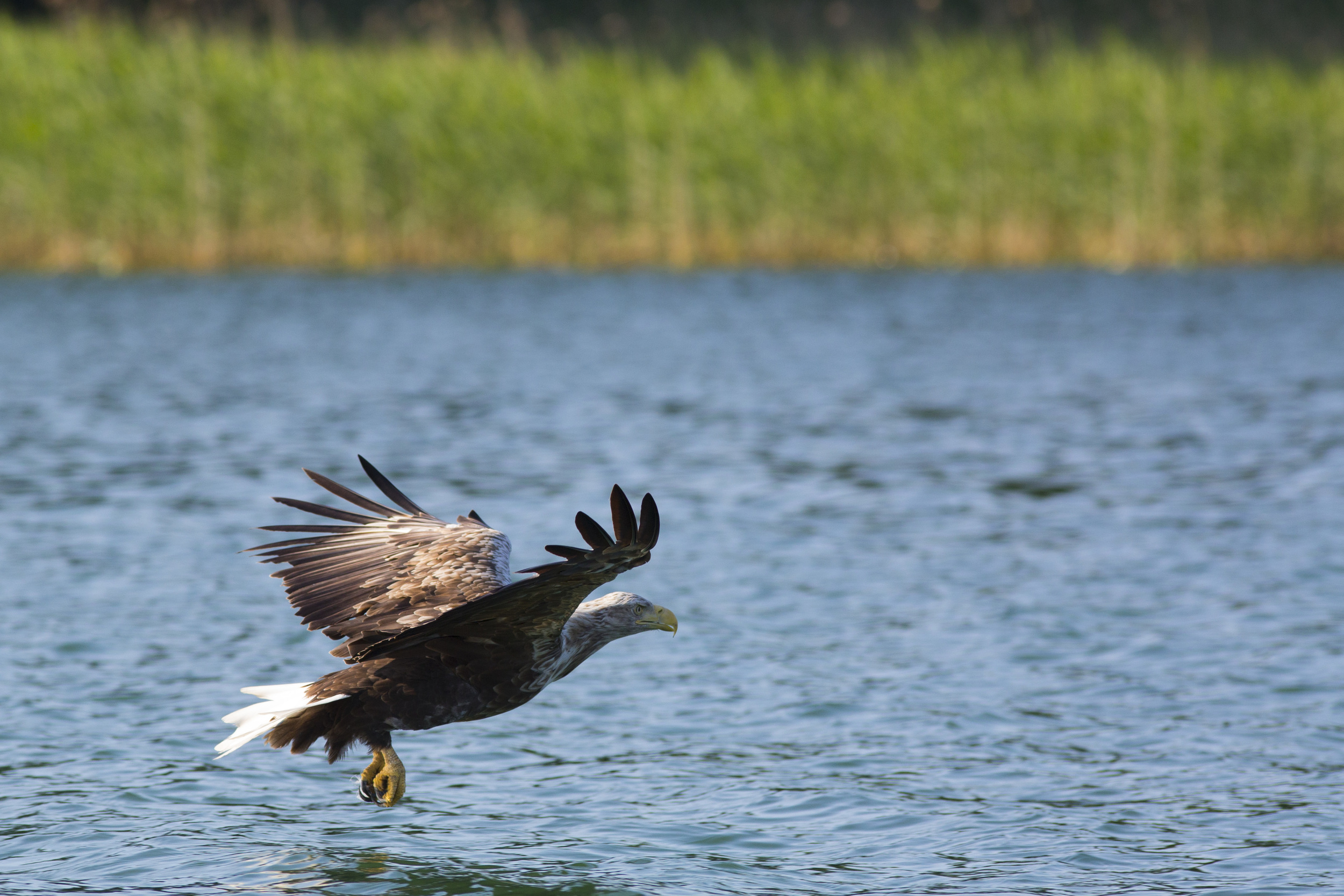  Seeadler   Haliaeetus albicilla    Feldberg    2014  