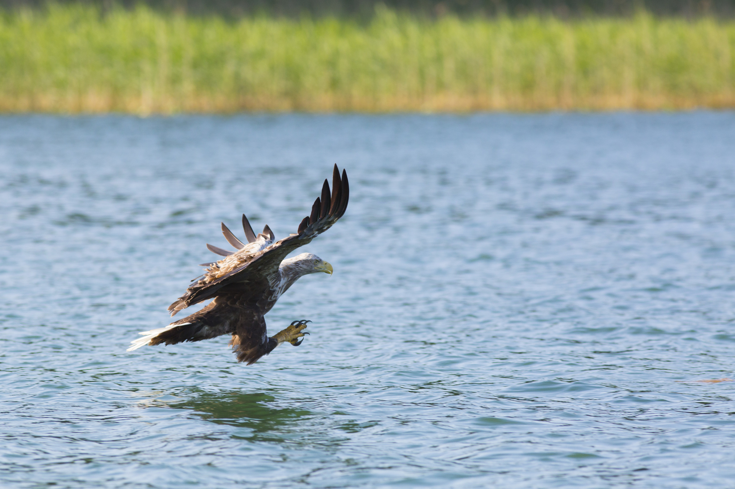  Seeadler   Haliaeetus albicilla    Feldberg    2014  