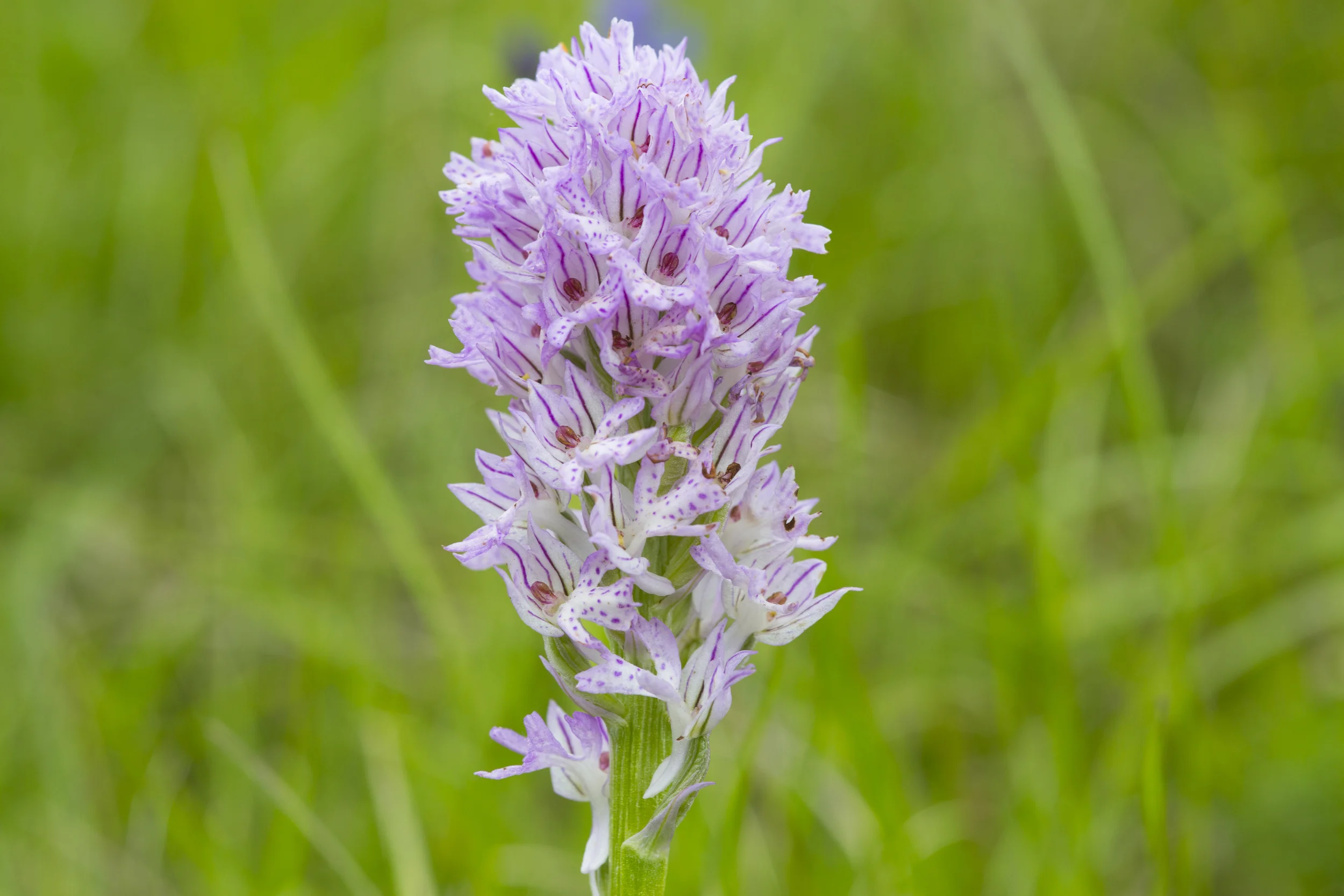 Dreizähniges Knabenkraut   Orchis tridentata    Sachsen Anhalt    2014  