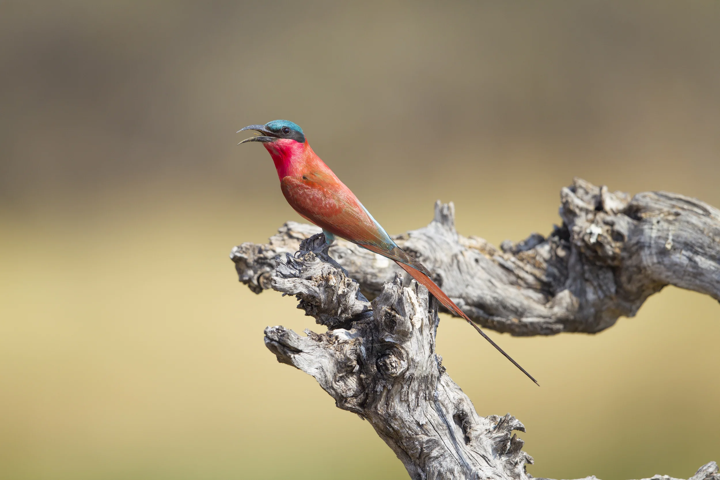 Karminspint Merops nubicus Botswana Khwai NP 2015