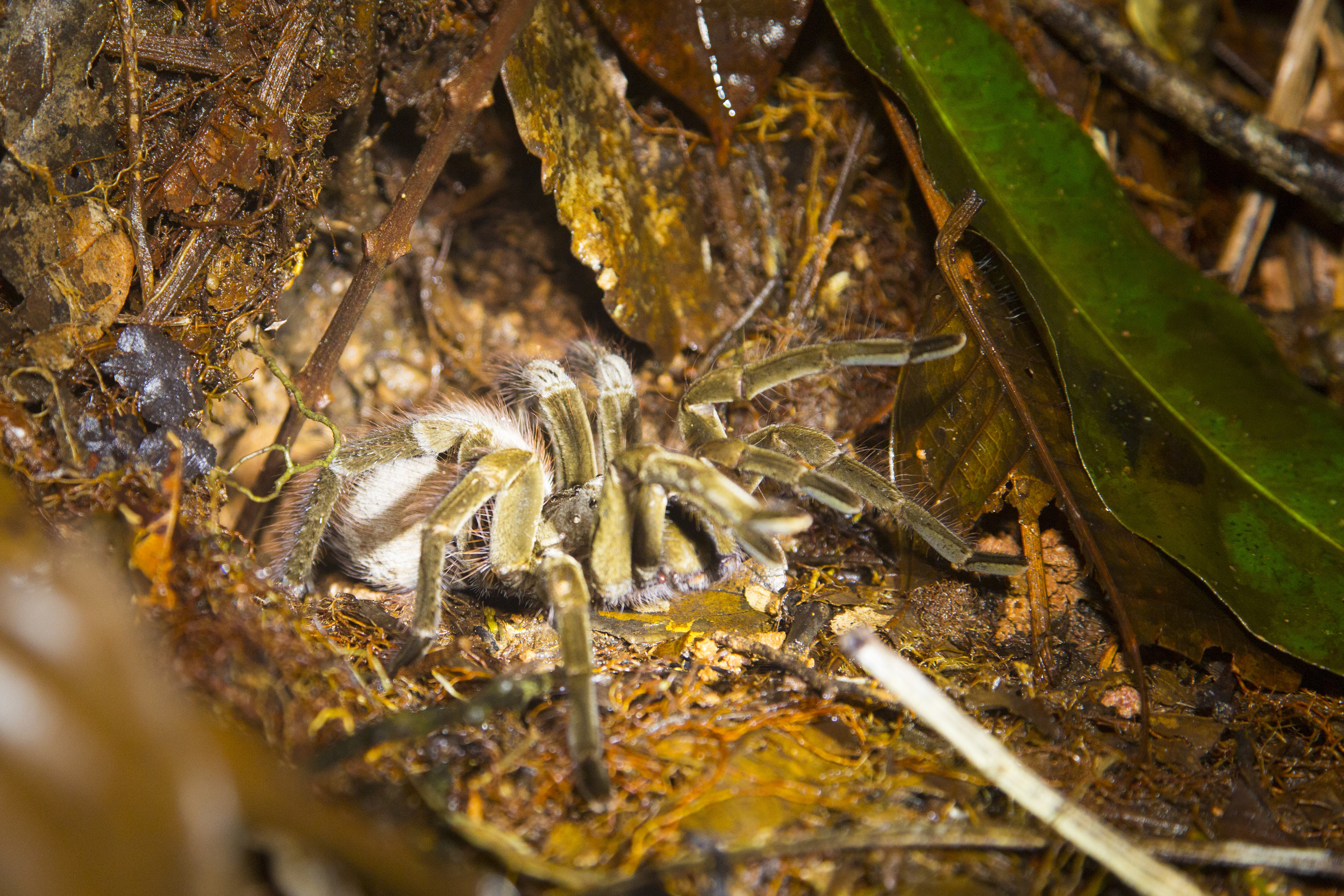  Vogelspinne  Pamphobeteus  Ecuador  Cuyabeno NP  2014 