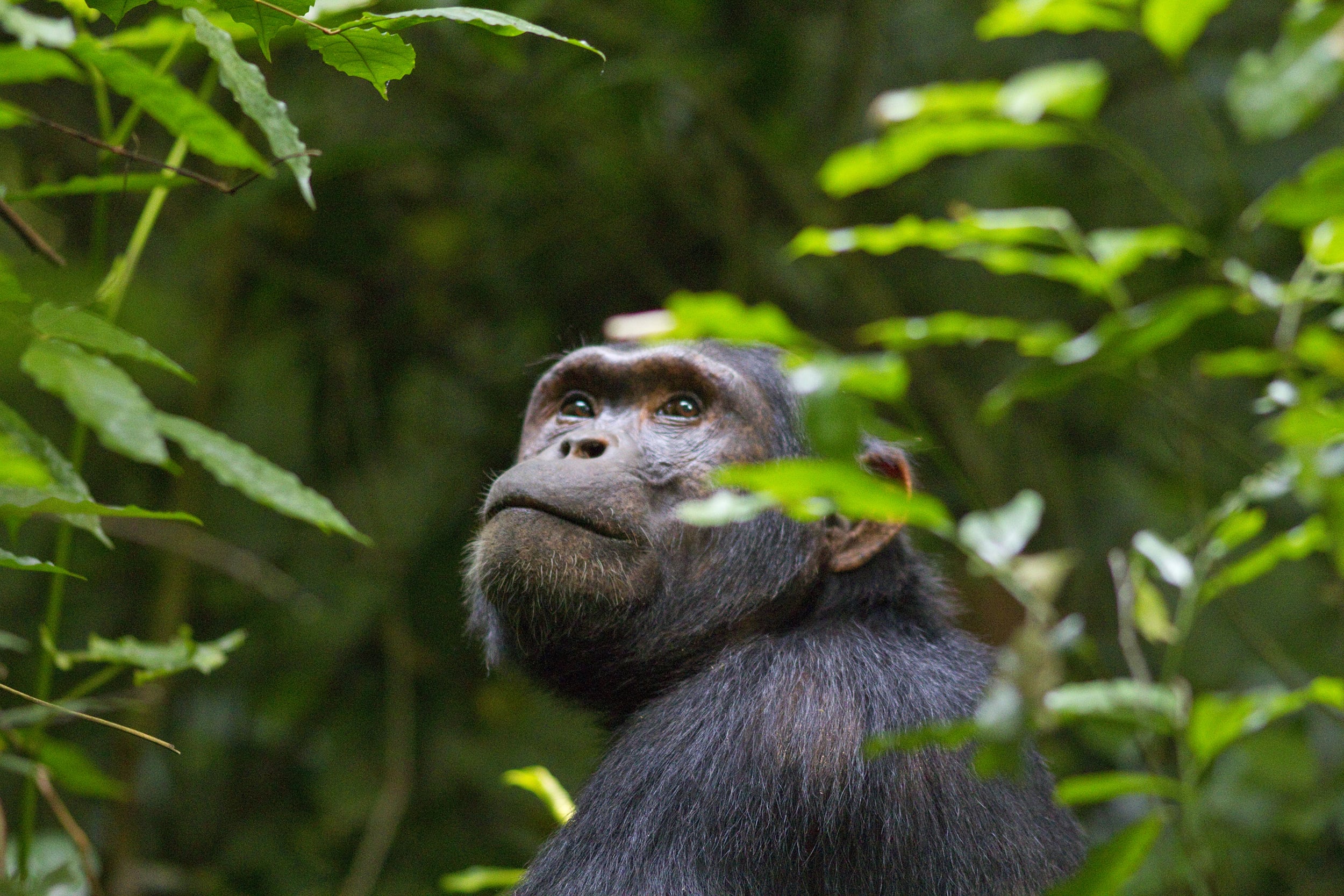   Schimpanse    Pan troglodytes    Uganda    Kibale Forest    2012  