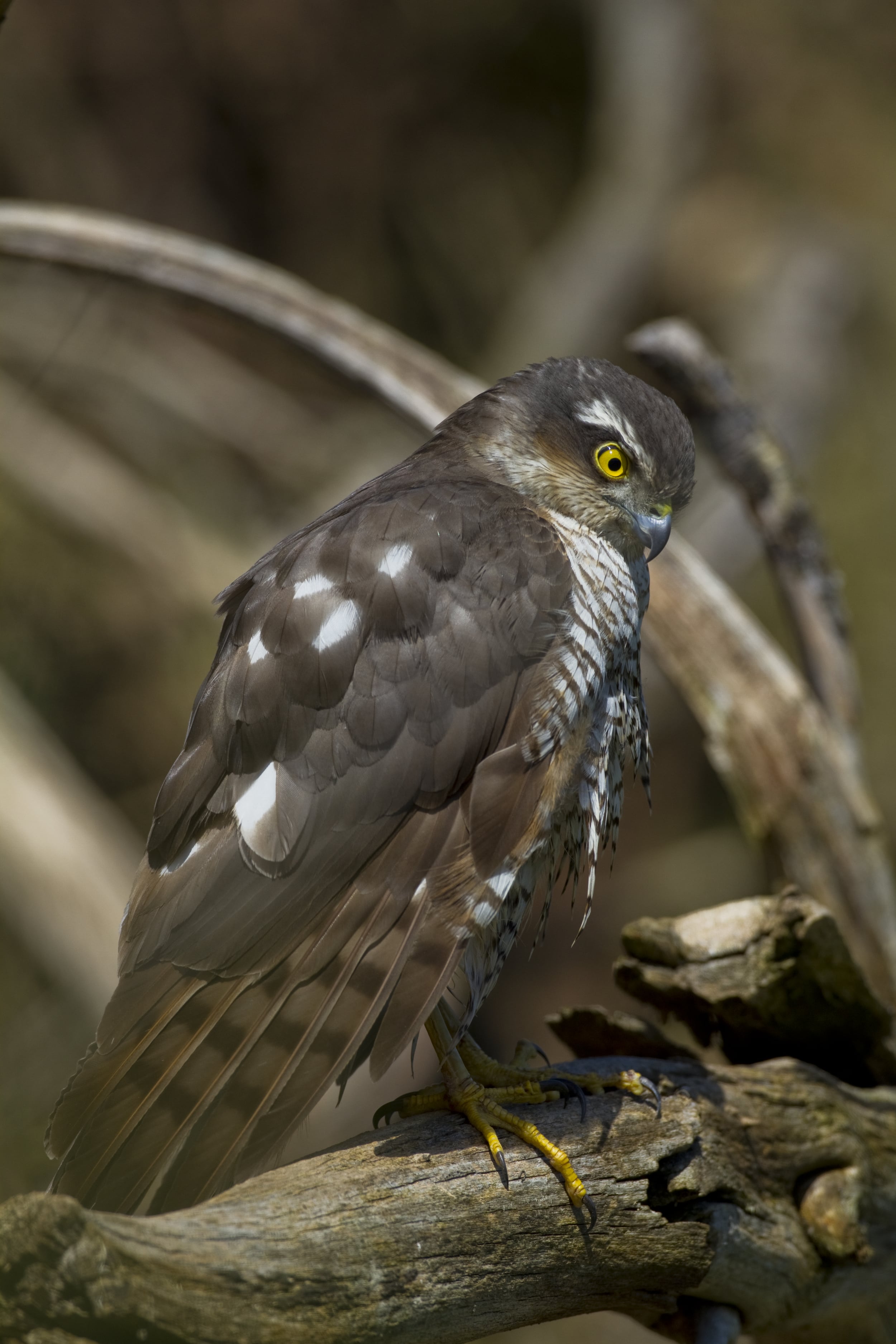  Sperber   Accipiter nisus    Sachsen Anhalt    Bienenfresseransitz    Canon 5d    500 mm f 4    2013  